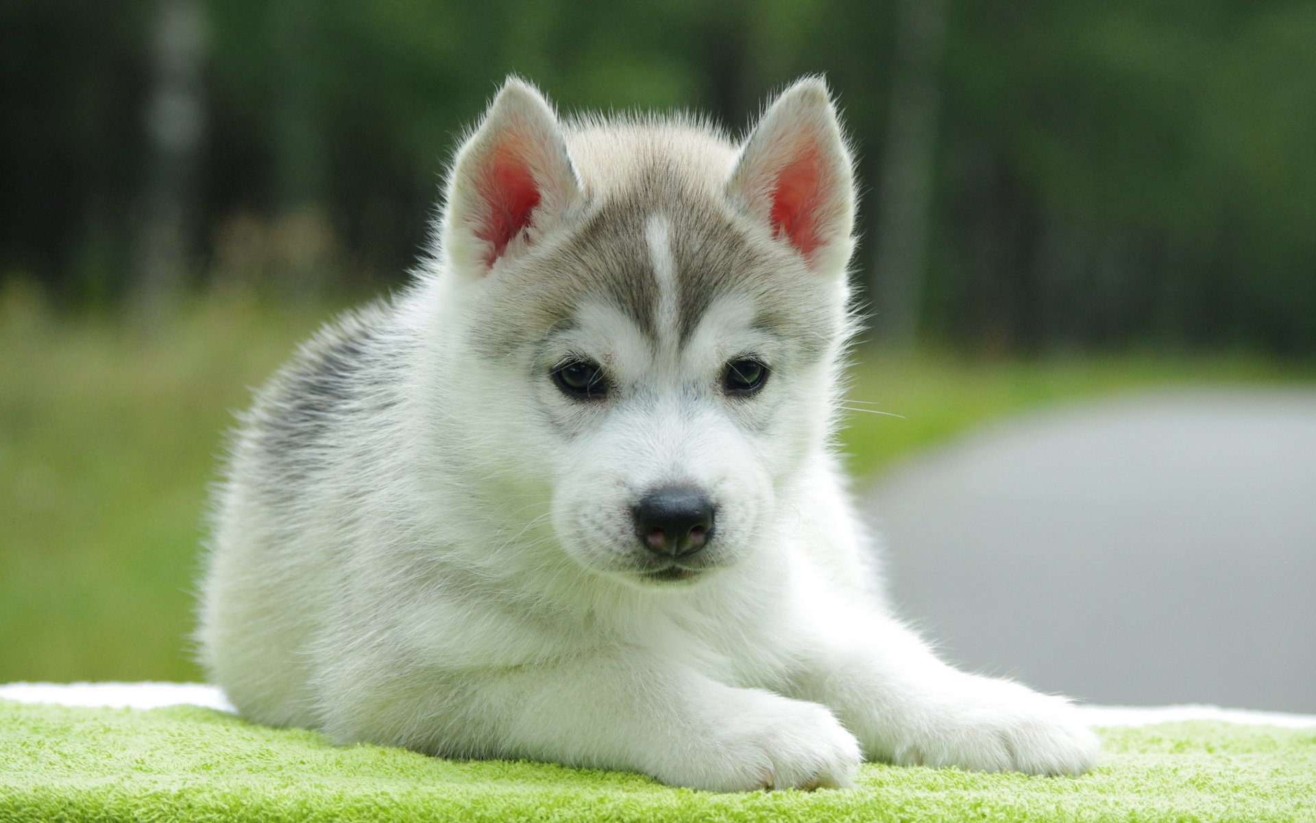 perro cachorro fondo