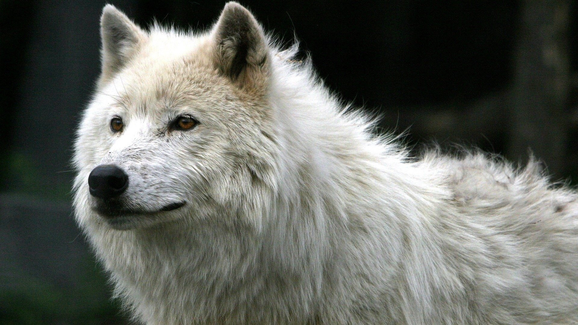 white wolf view