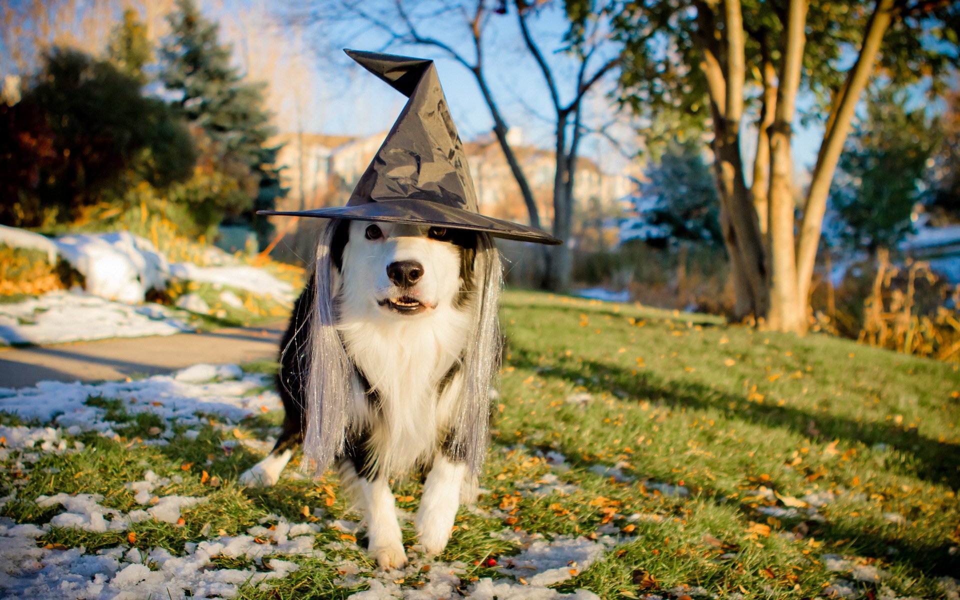 dog hat holiday
