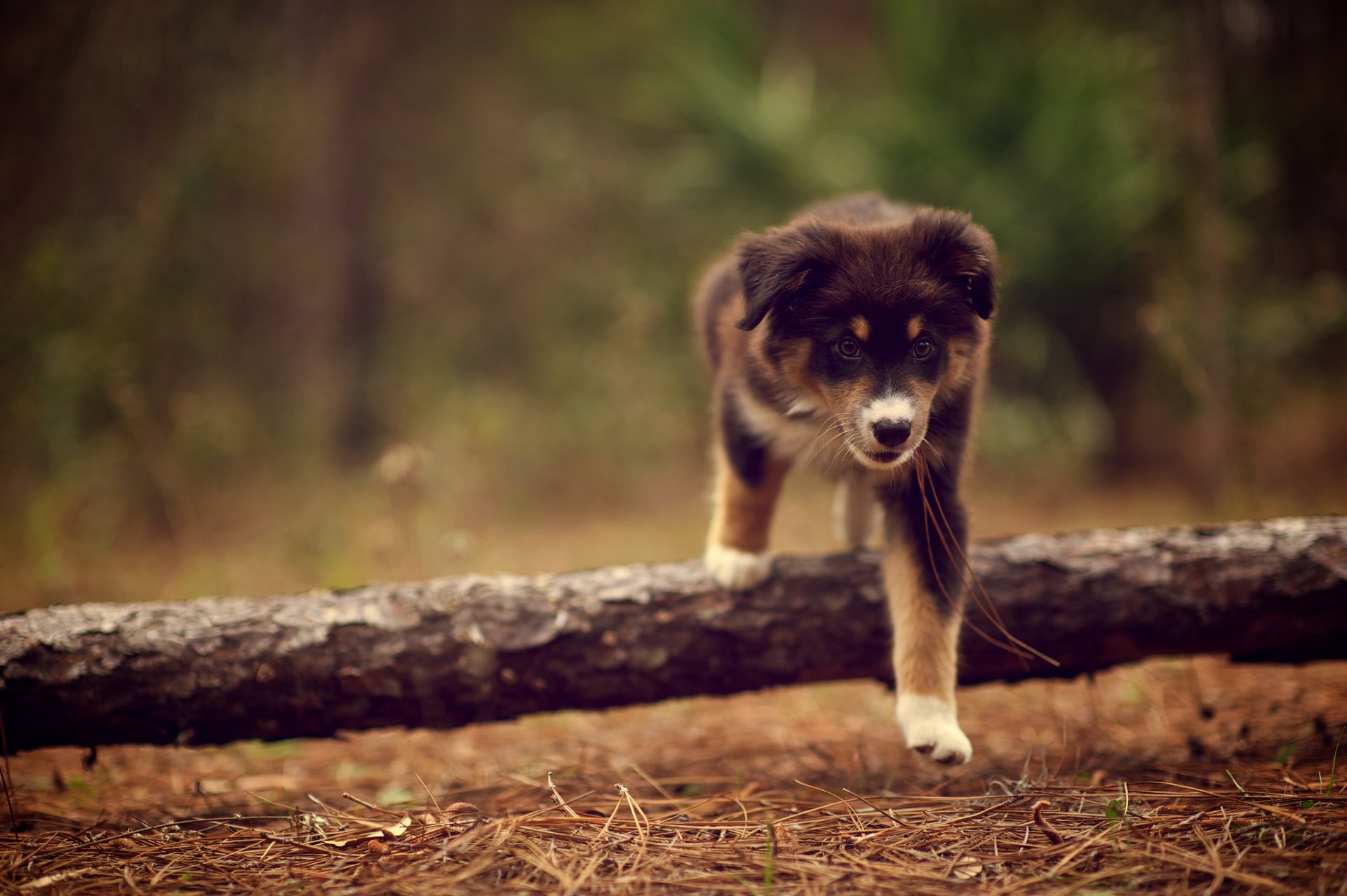 hund welpe ridley zu fuß stick natur nadeln trocken