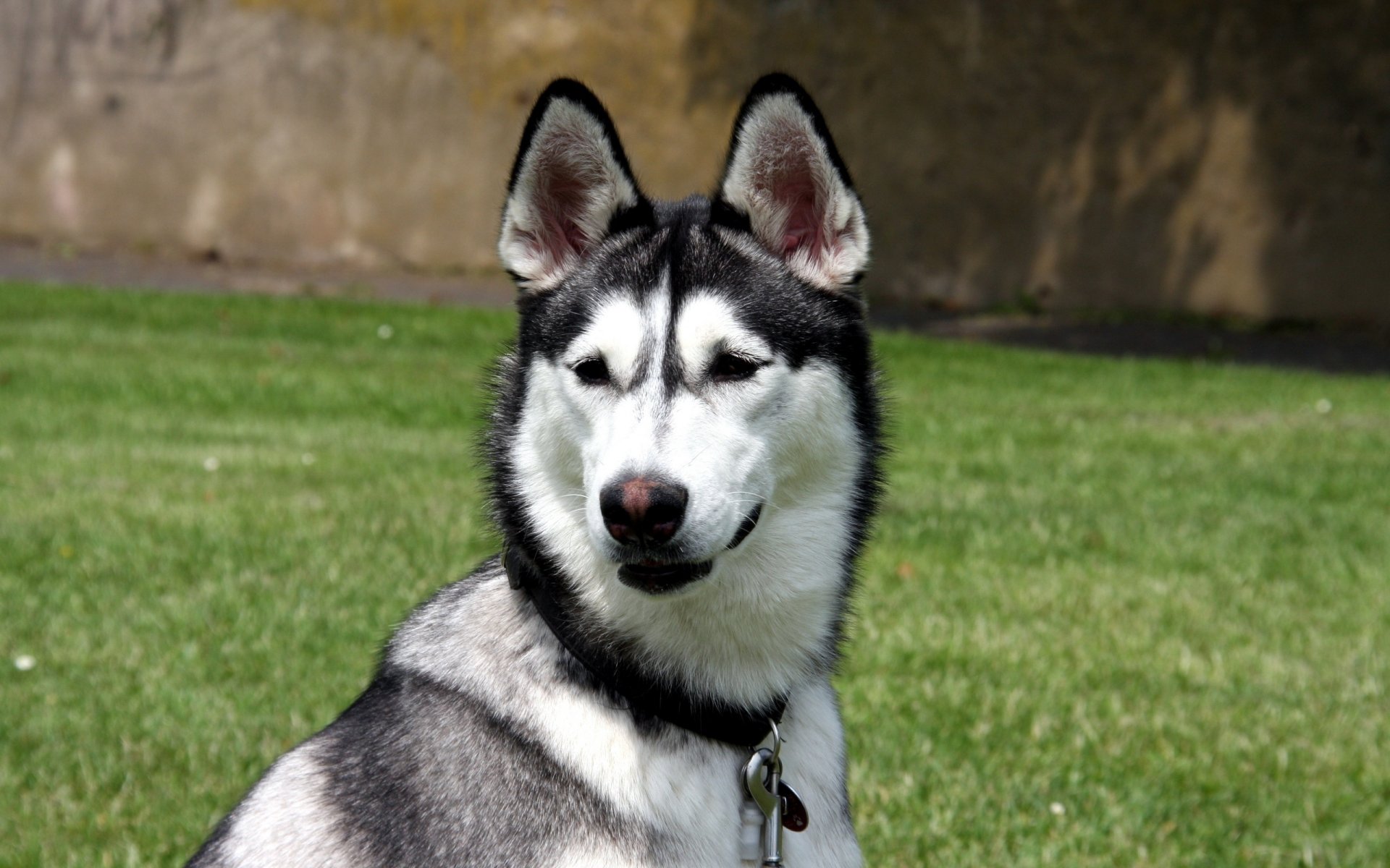 cane husky cane muso orecchie naso collare moschettone