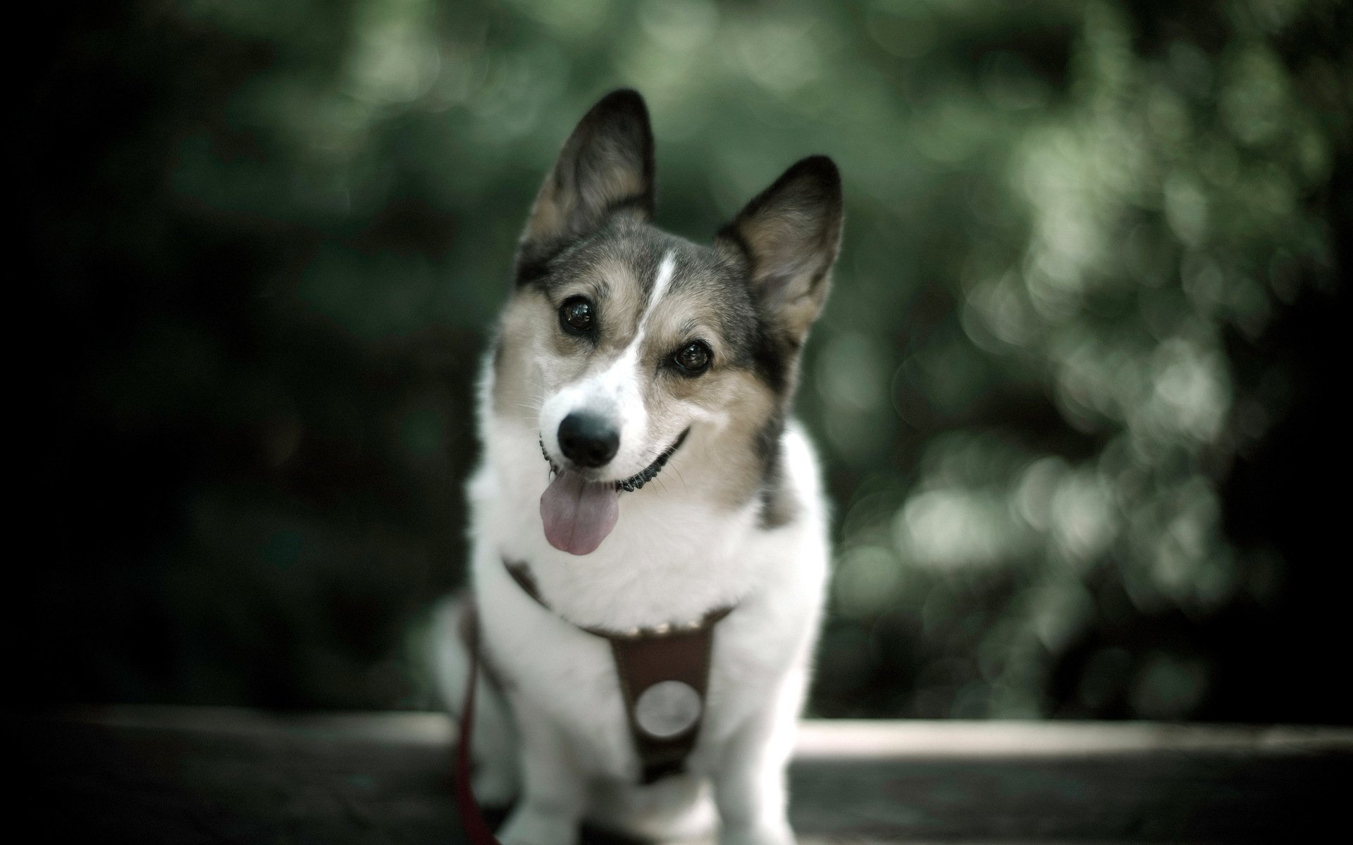hund blick freund