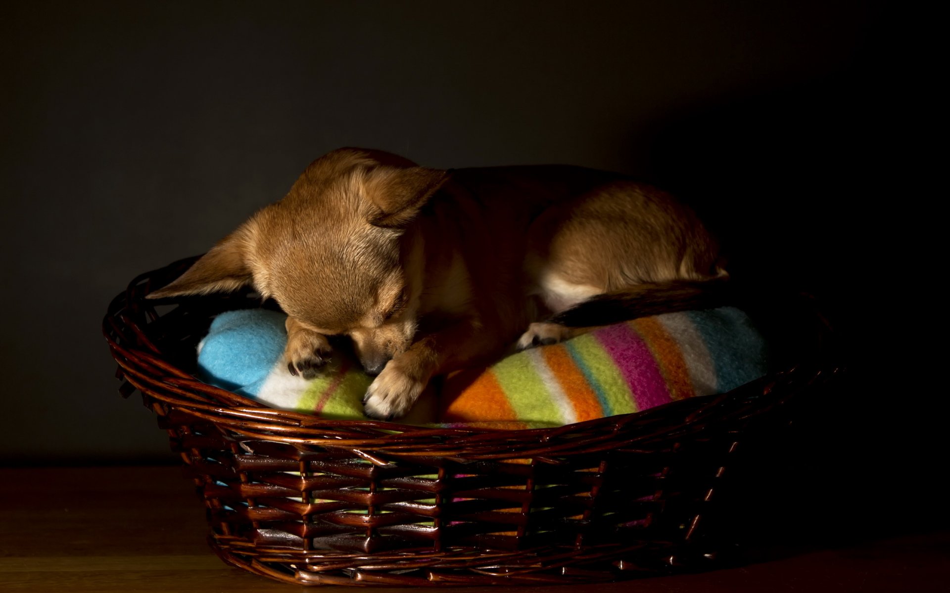 chihuahua perro casa