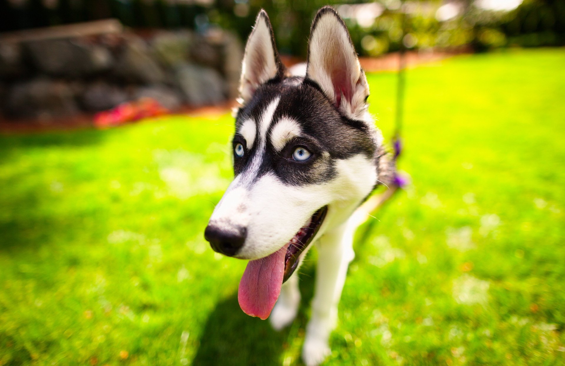 husky pies pies spojrzenie oczy pysk język trawa zieleń
