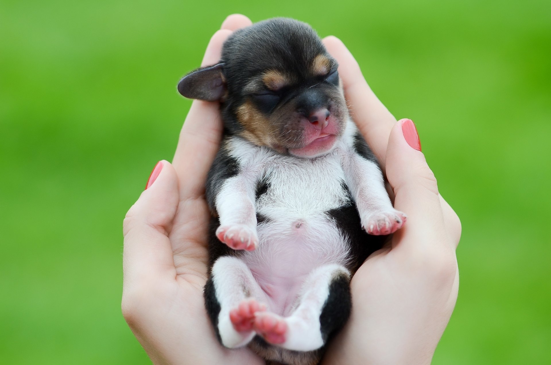 cucciolo mani palme bambino