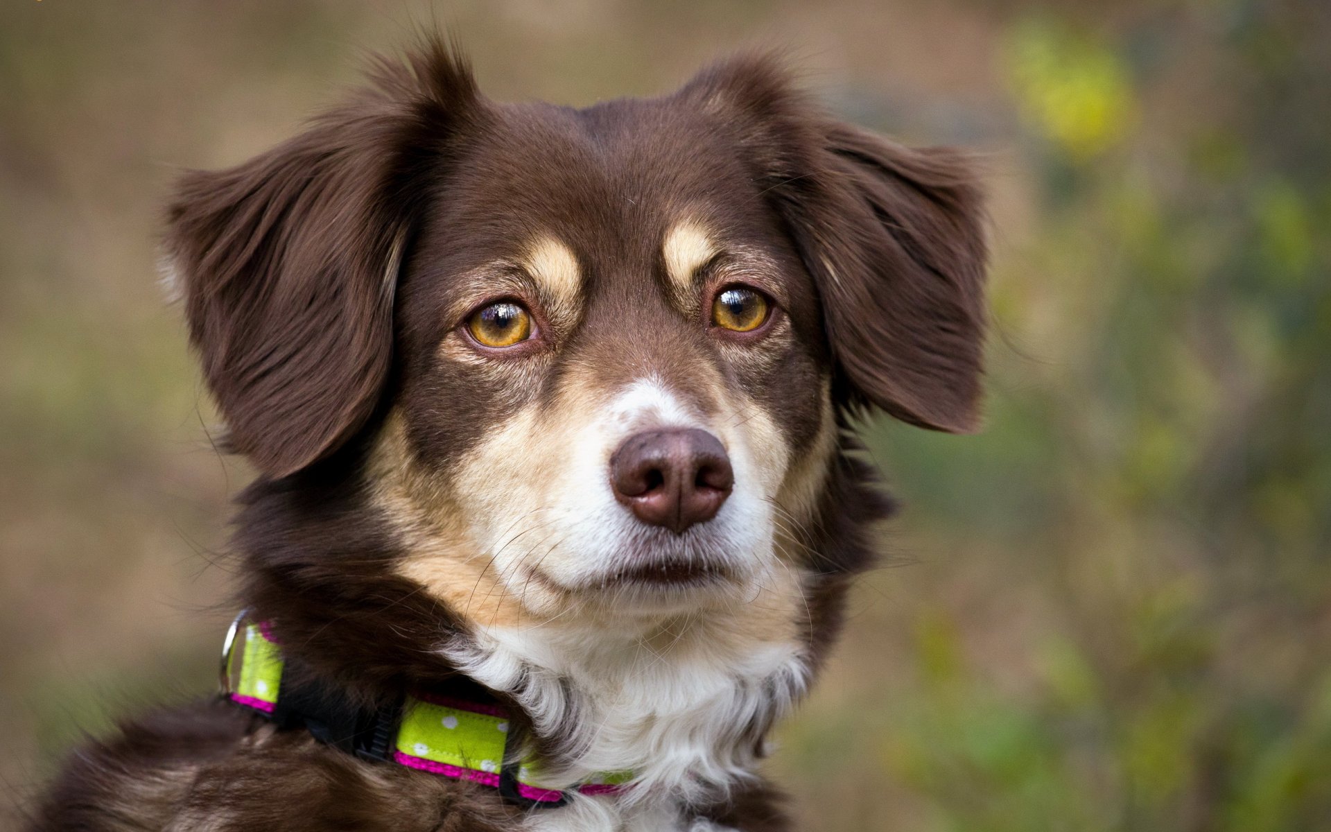 chien regard ami