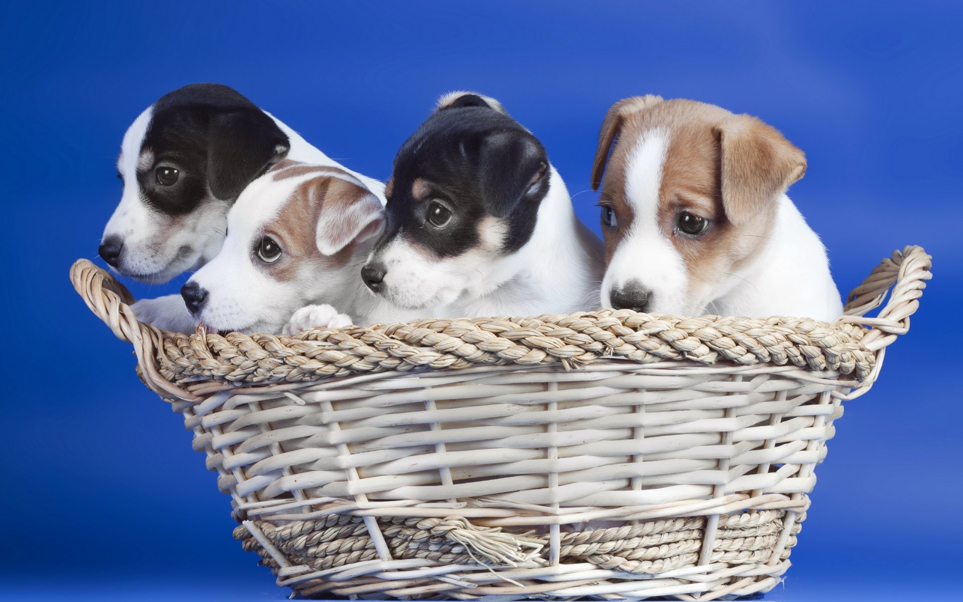 hunde welpen korb