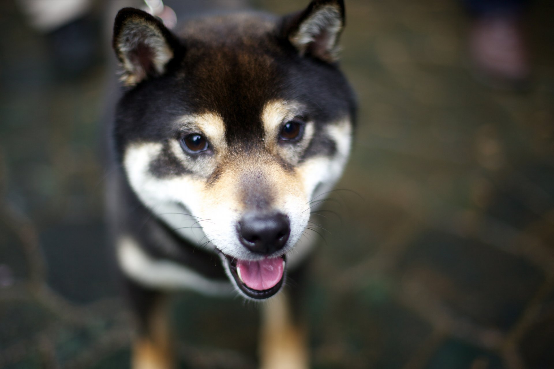 perro lengua mirada shiba inu