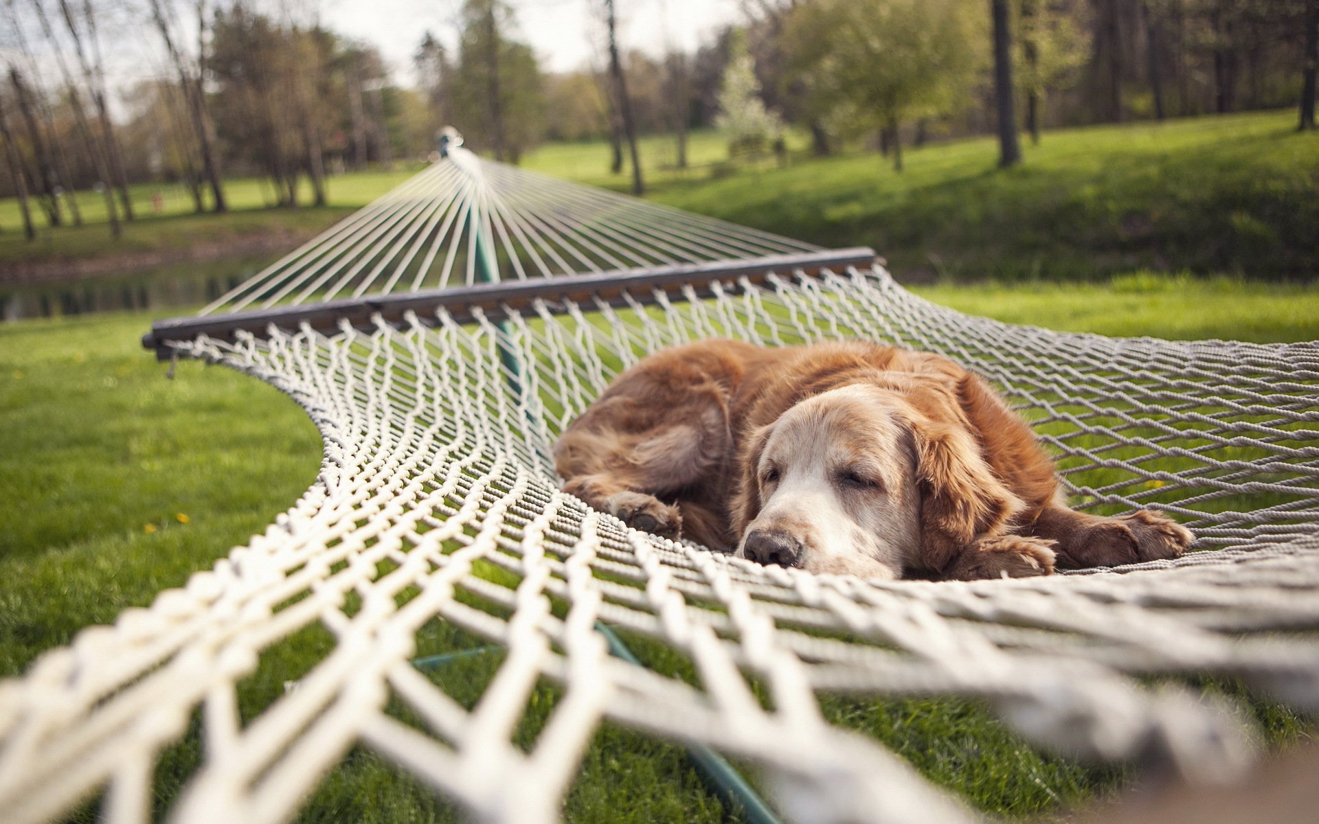 perro hamaca verano