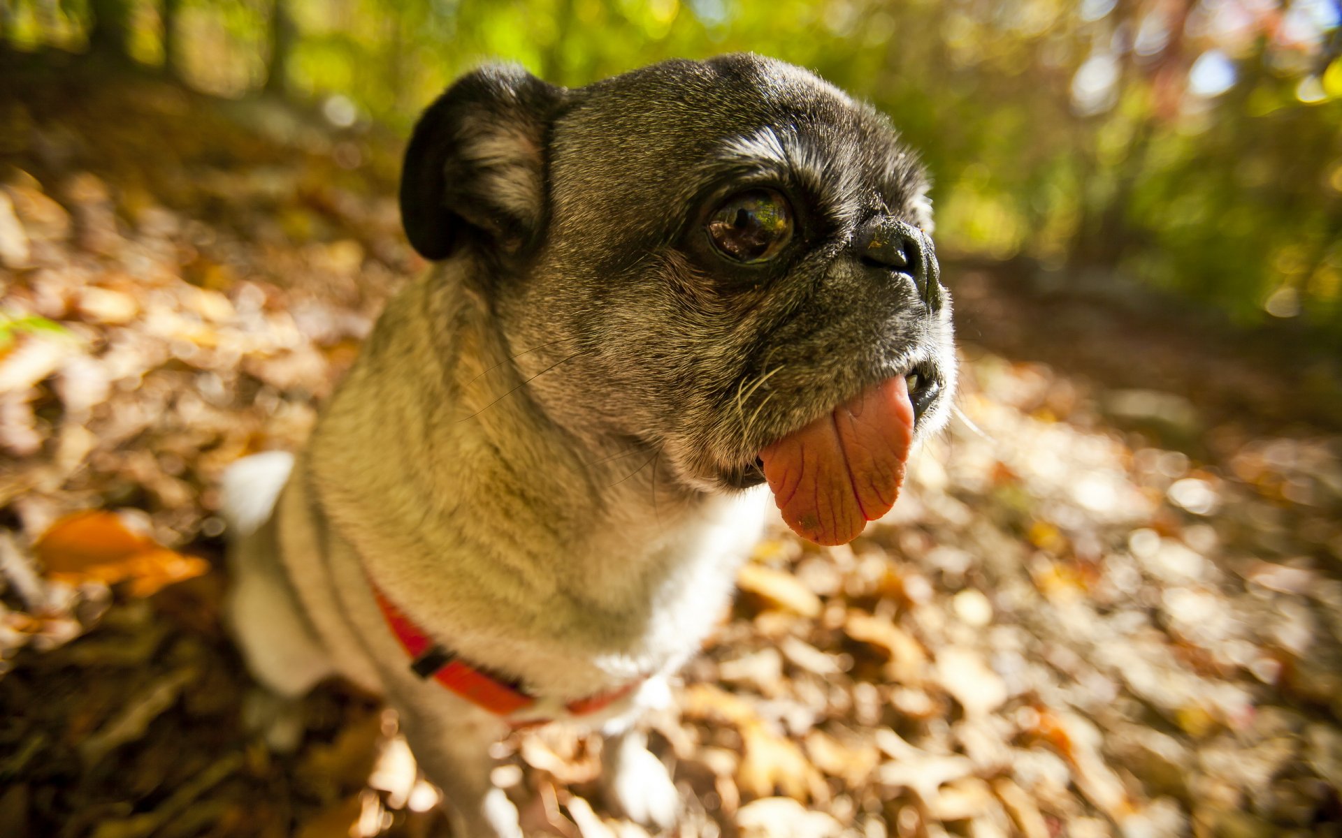 hund mops blick