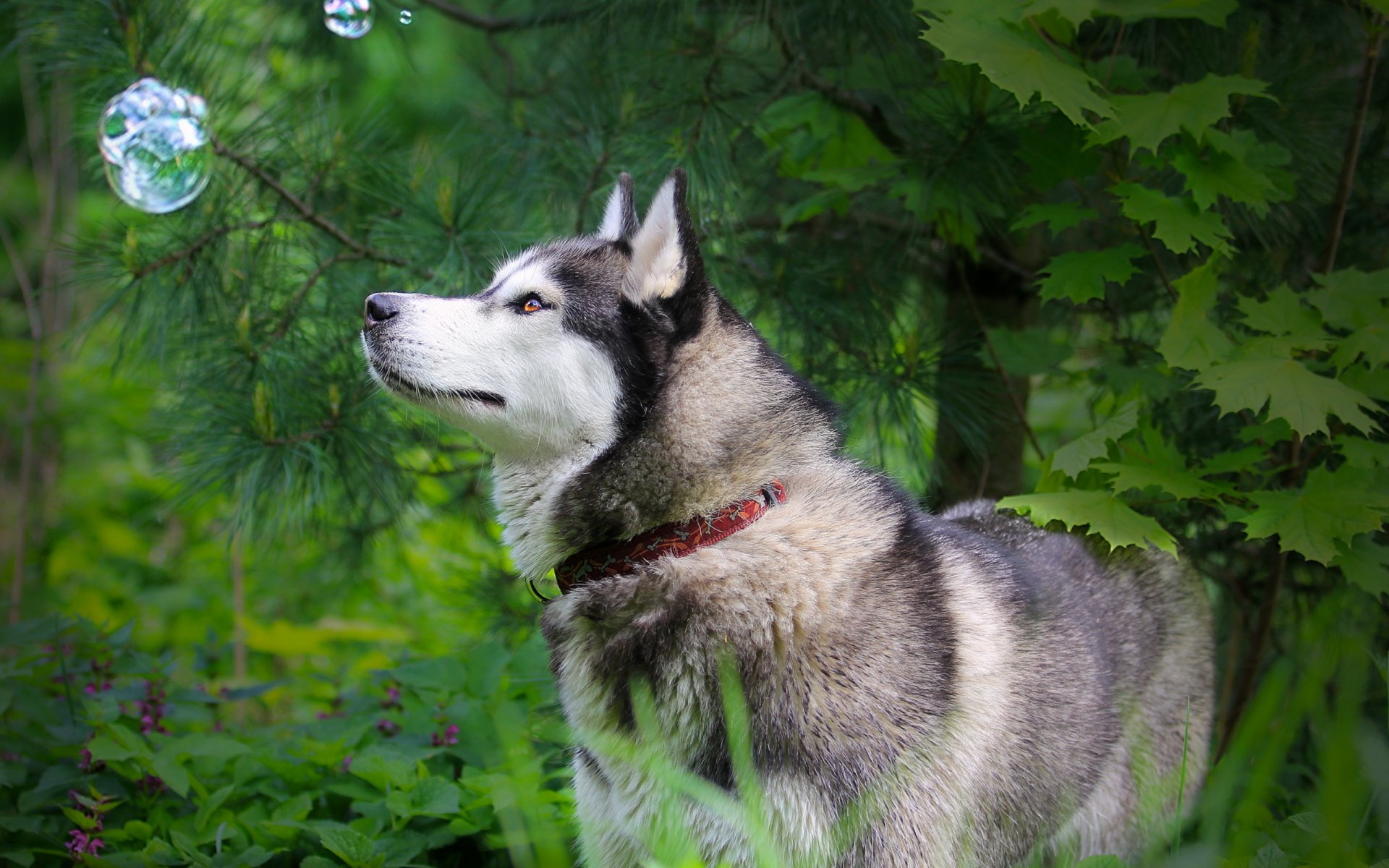 hund huskus natur