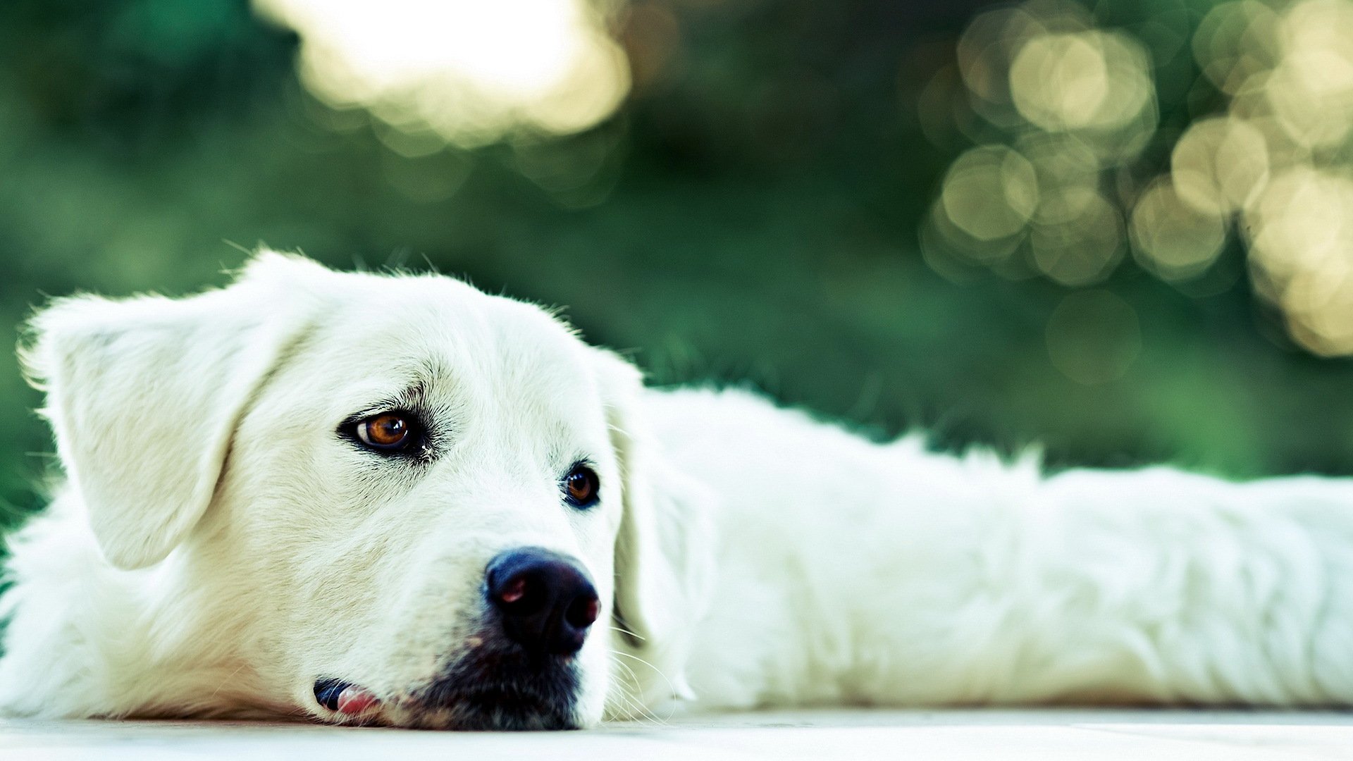 dog view other
