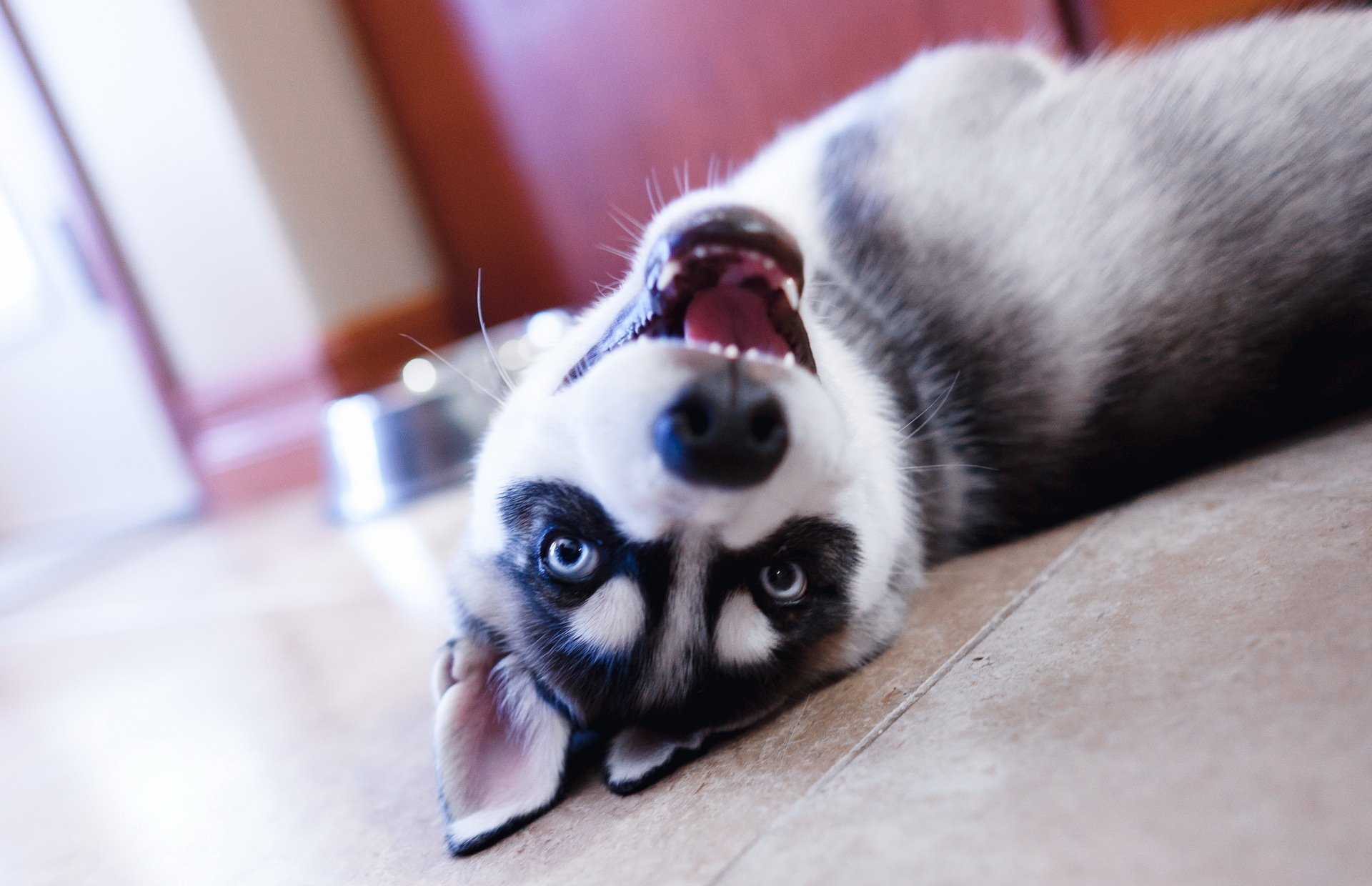 husky pies szczeniak pysk oczy spojrzenie leży