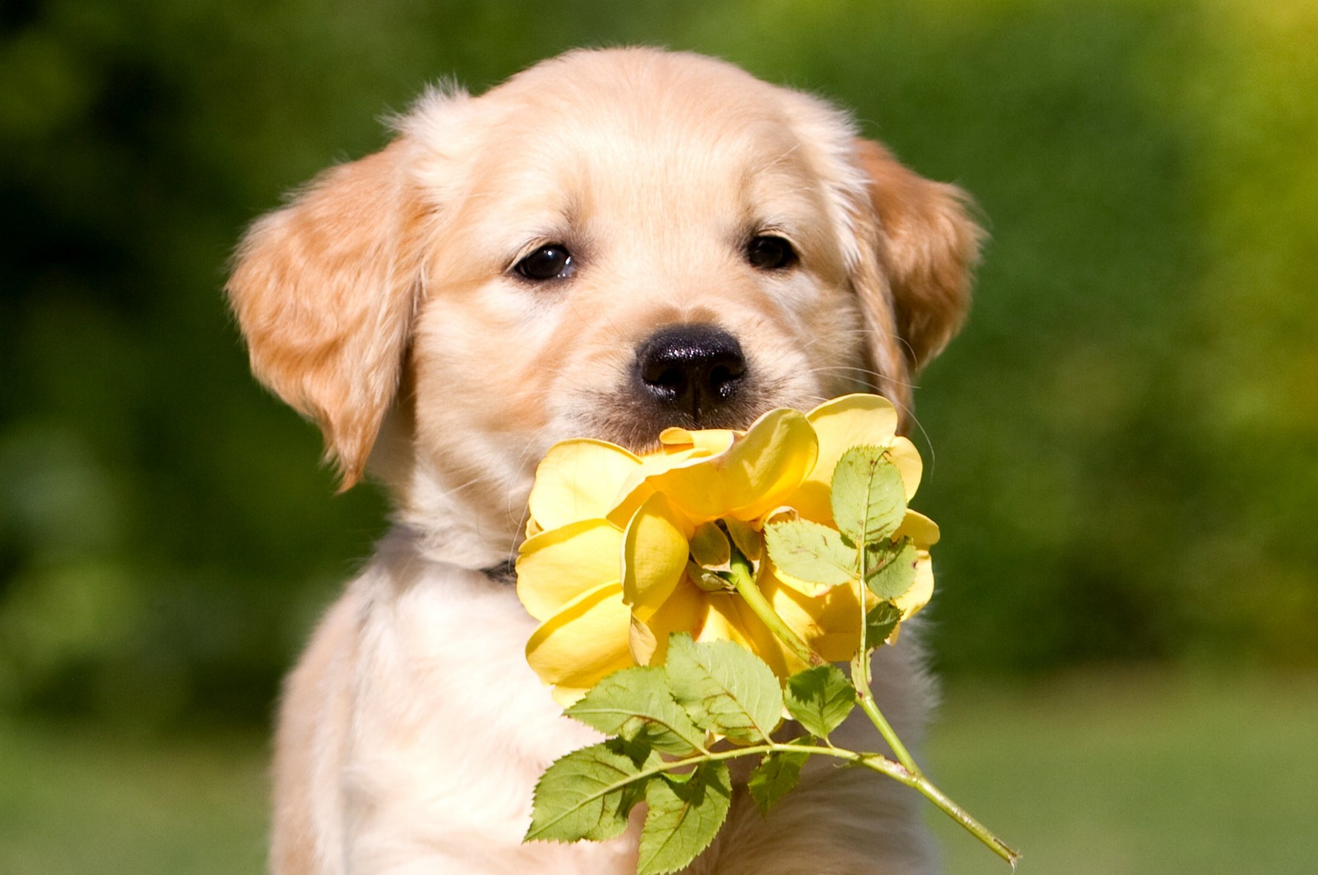 dog puppy beige color flower rose yellow