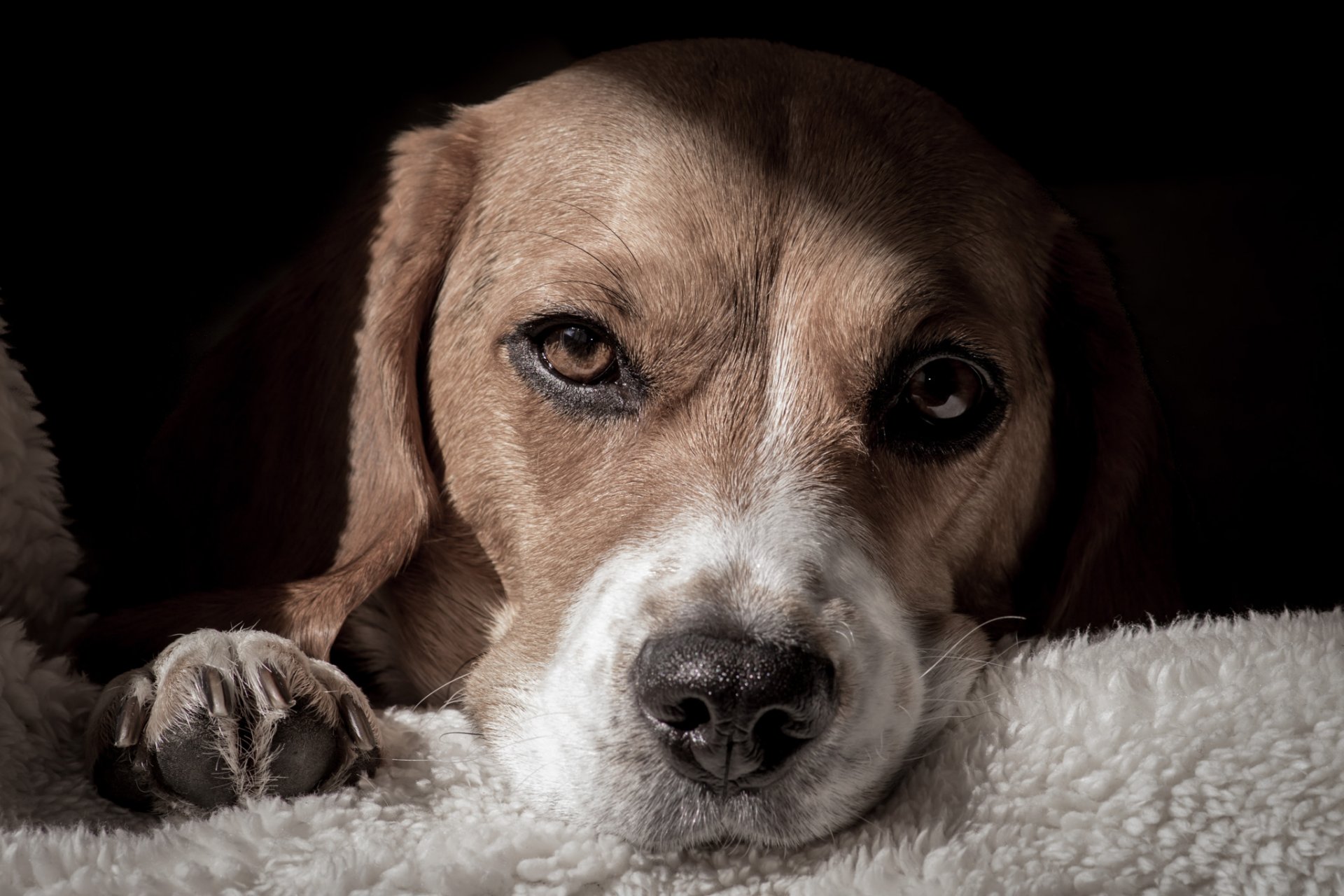 dog is view face bow paw