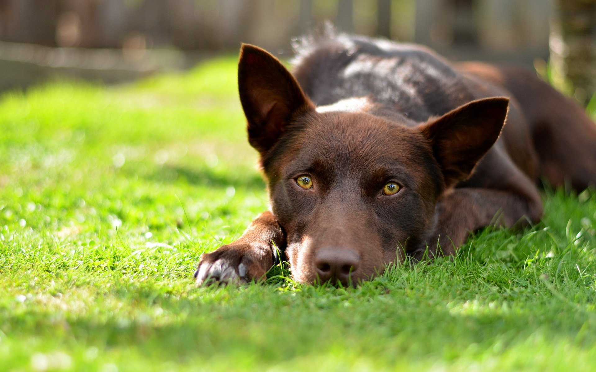perro mirada campo verano