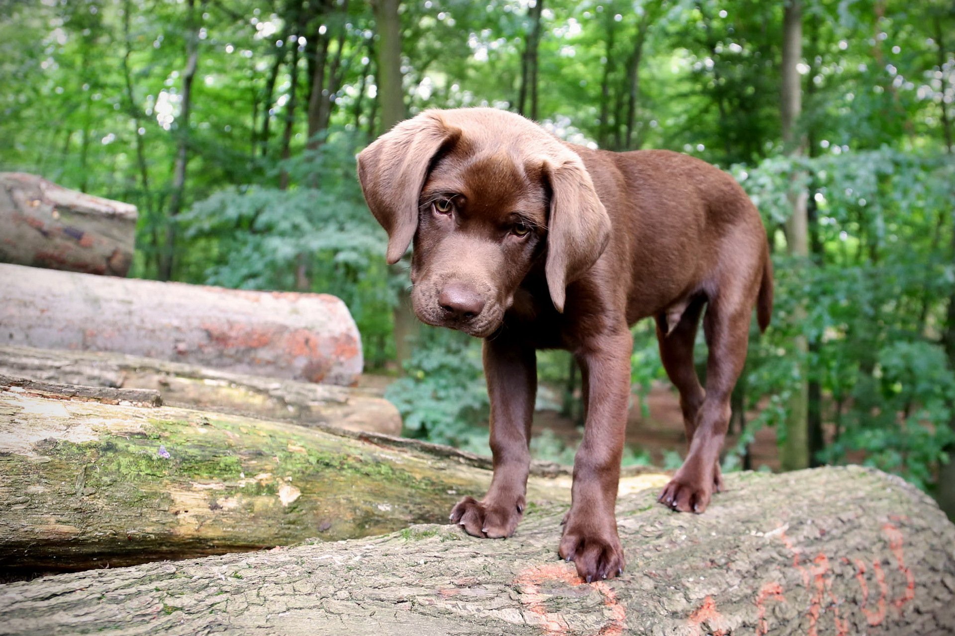 dog forest background