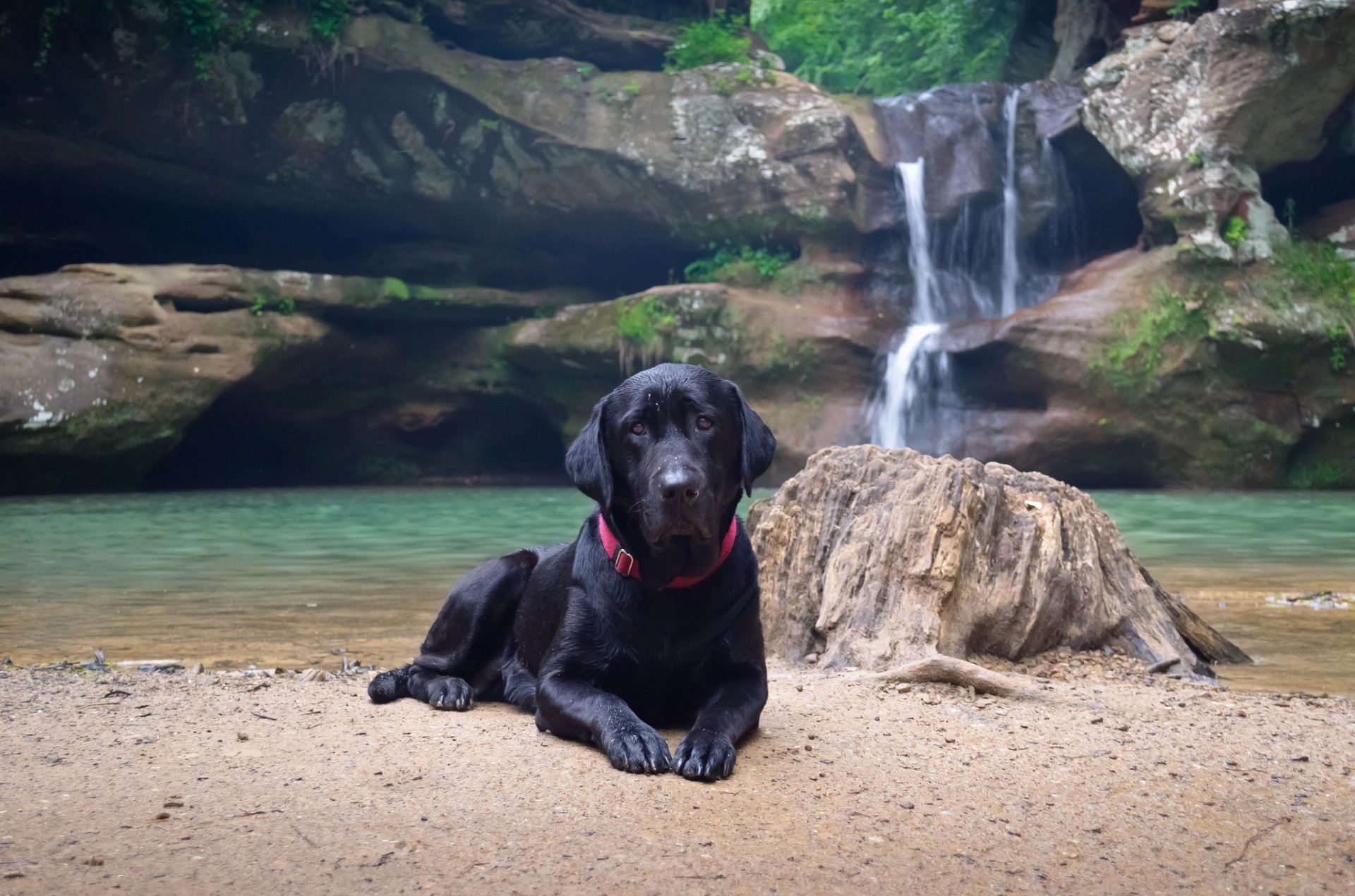 perro orilla agua cascada