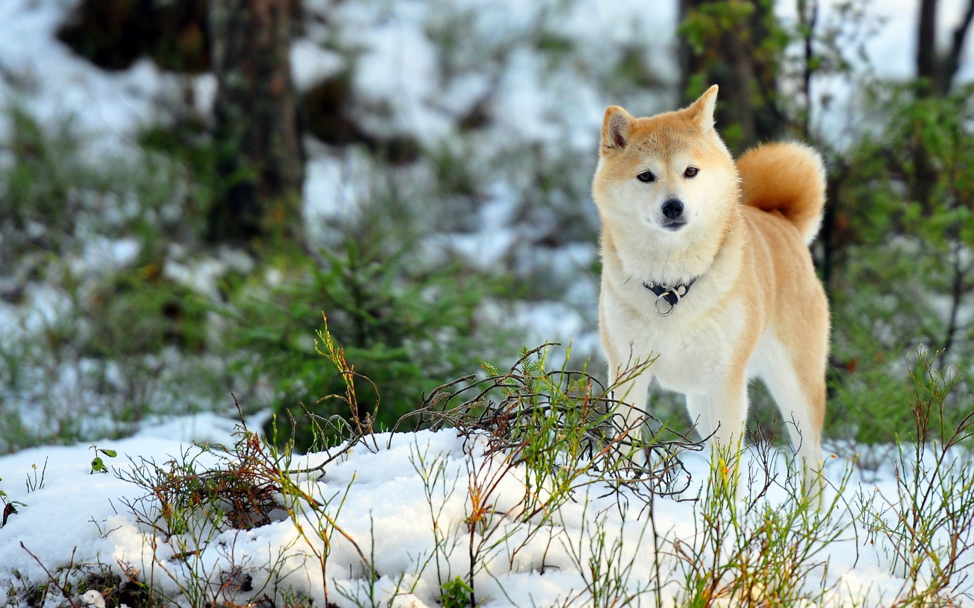 dog the field winter