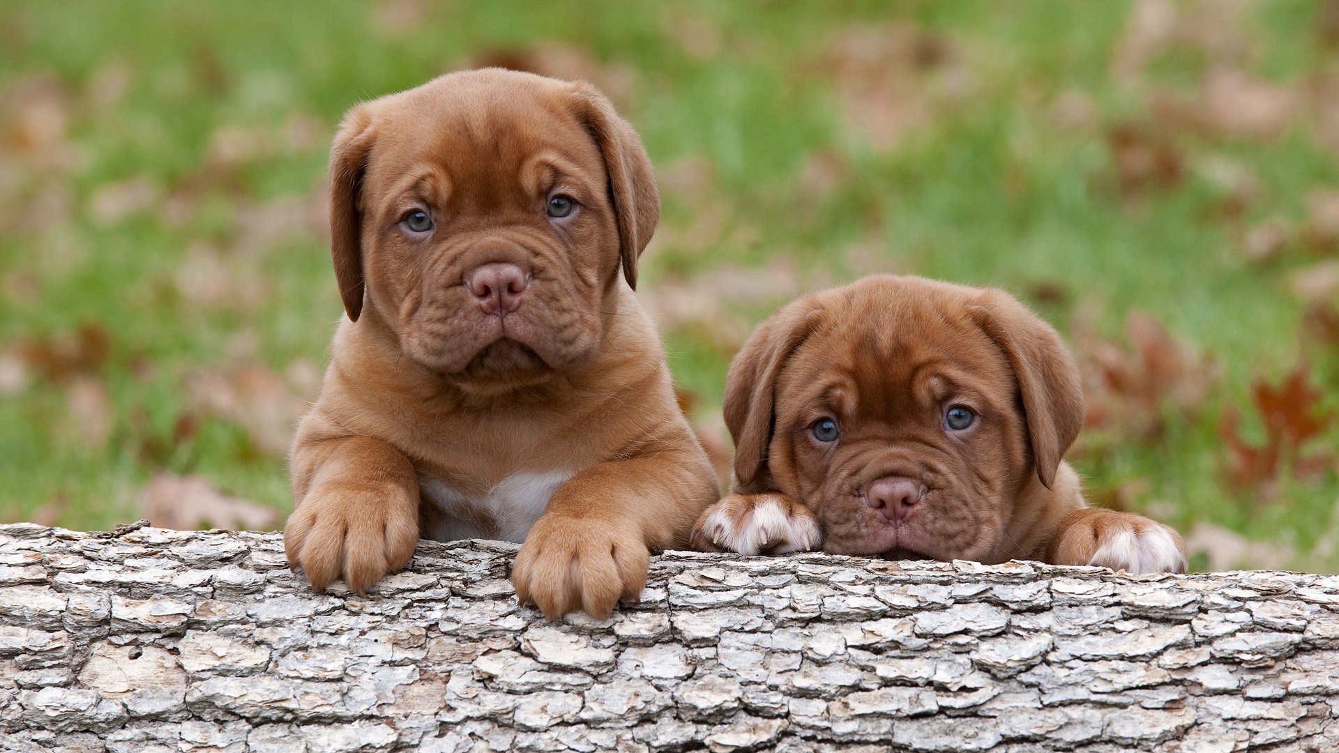 bordeaux-dogge welpen hunde kleinkinder