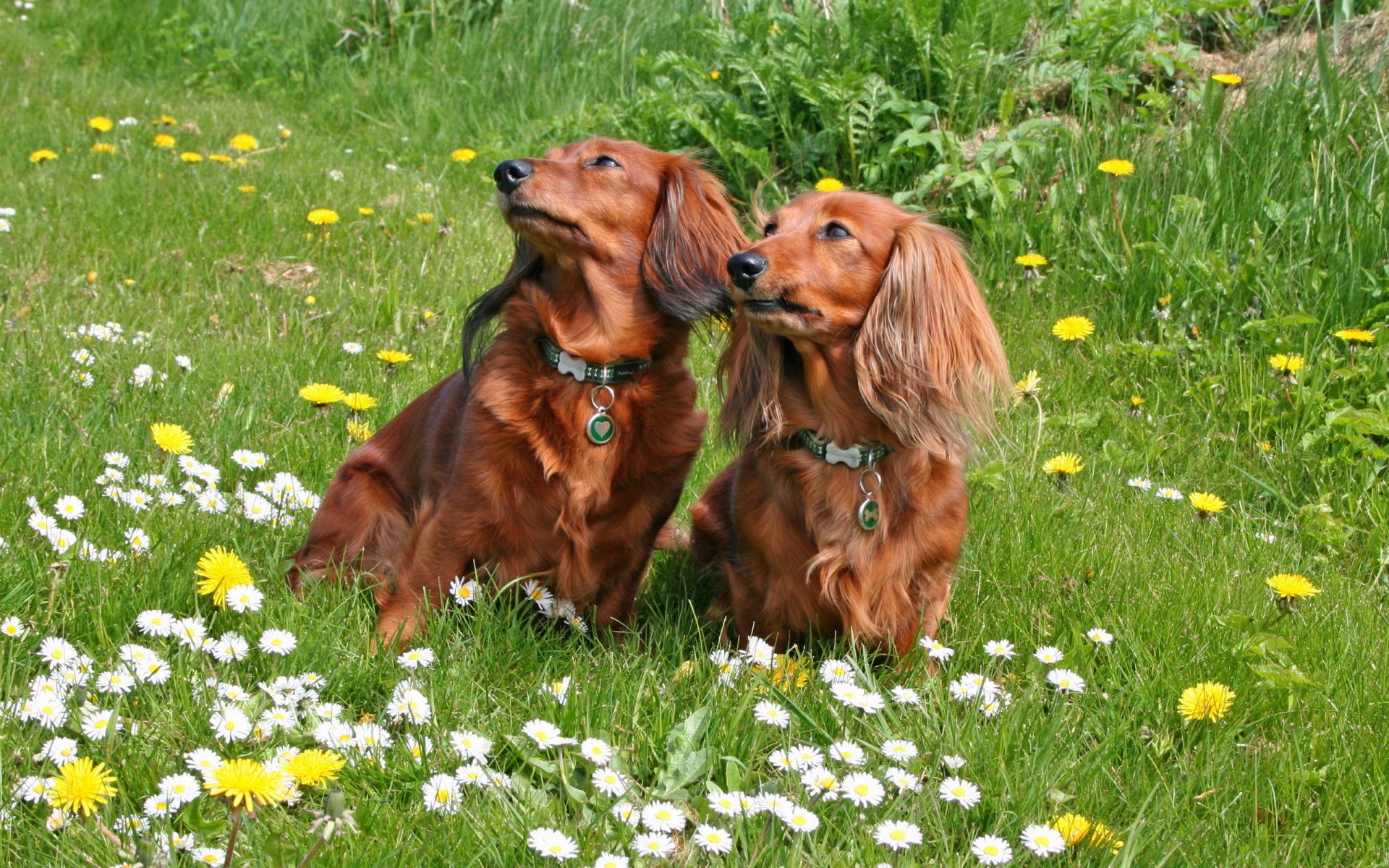 hunde sommer natur