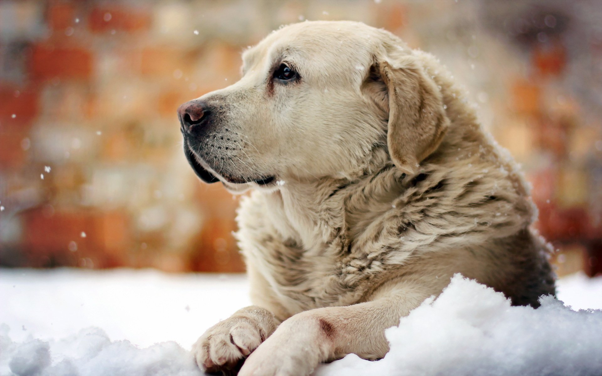 cane sguardo amico