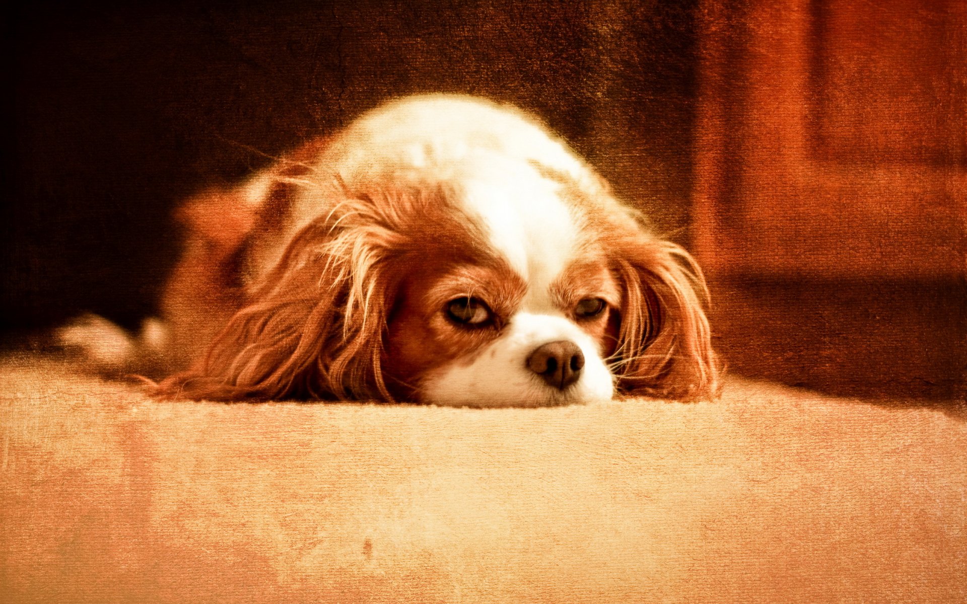chien fond style