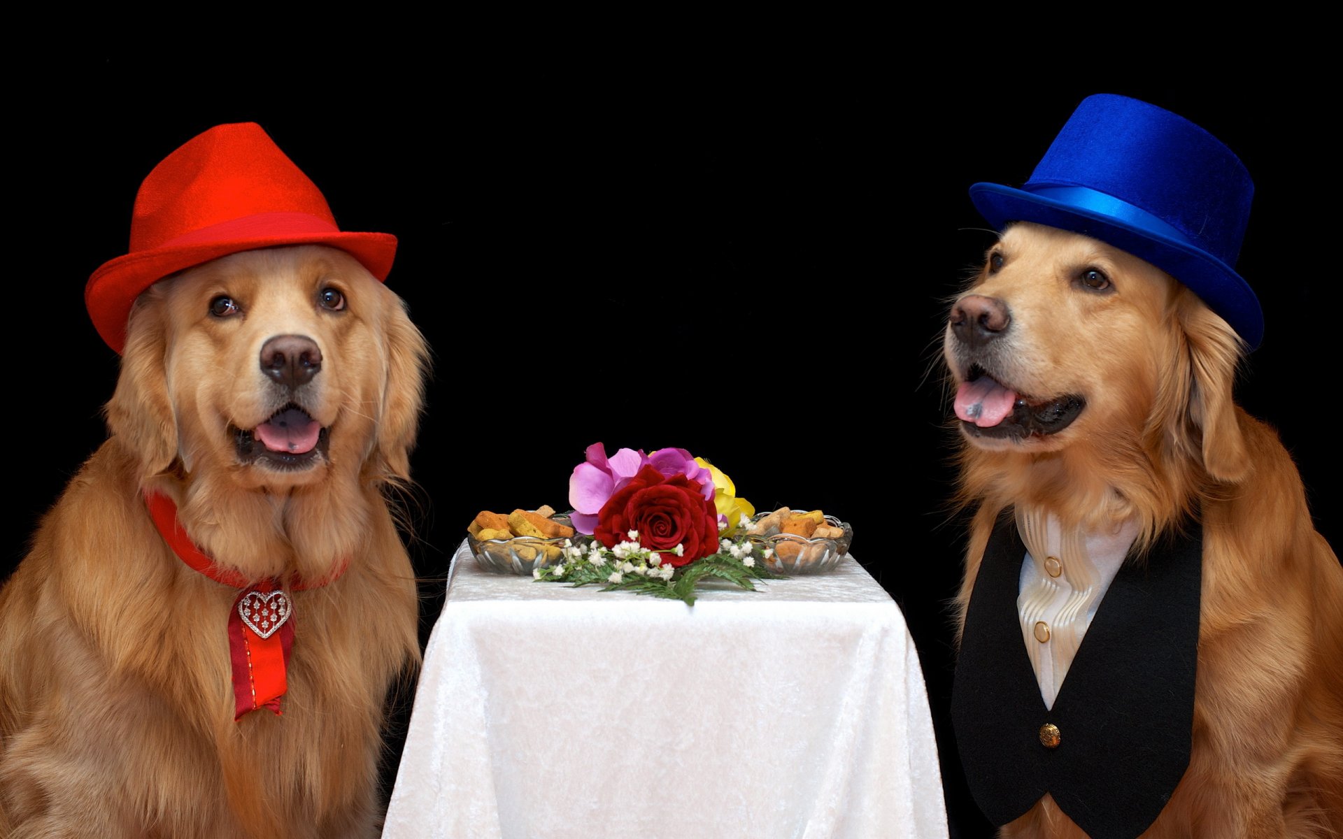 perros amigos fondo