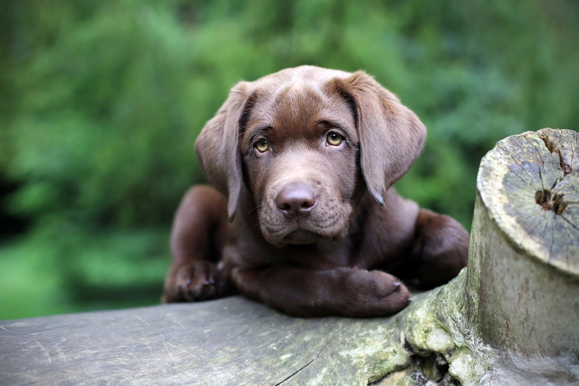 hund blick hintergrund freund
