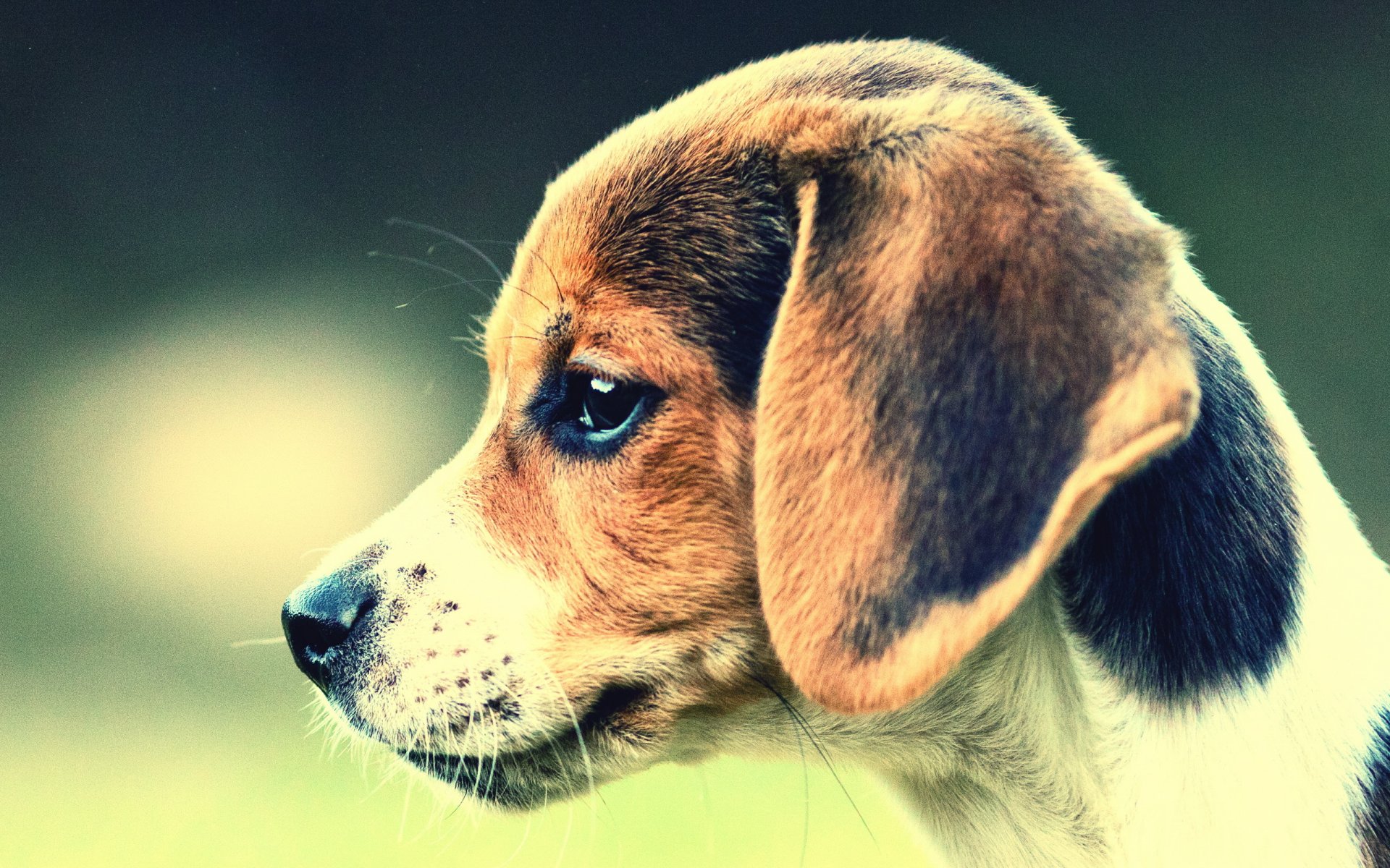 perro beagle amigo