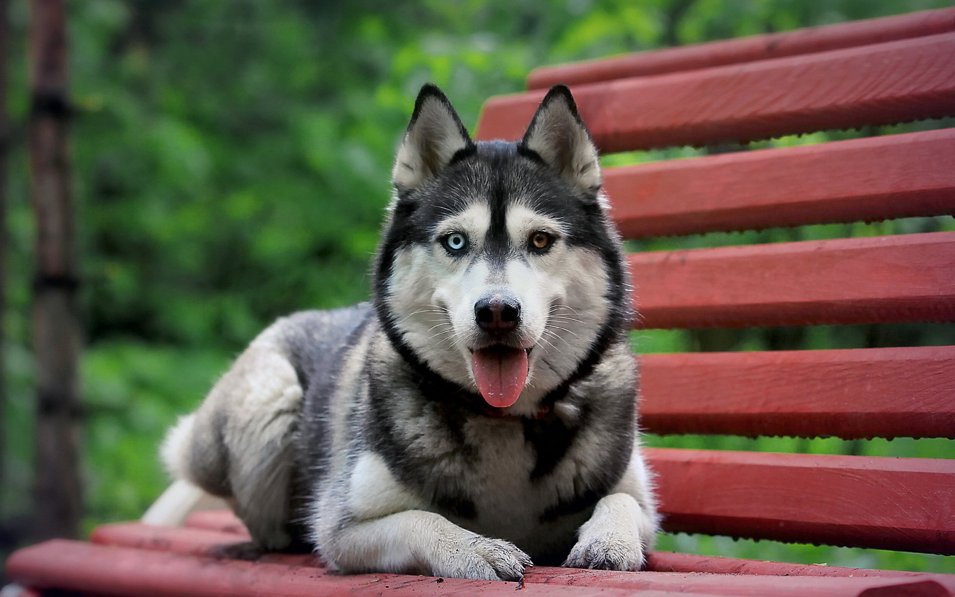 iberian husky dog bench