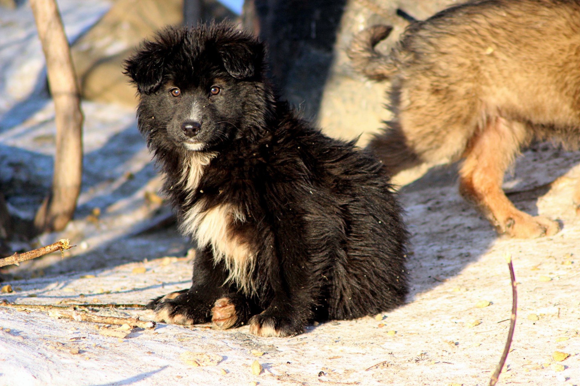 hund welpe schnee winter blick obdachlos