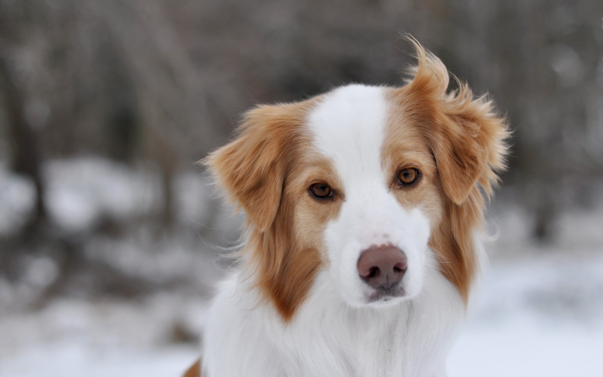 chien vue fond