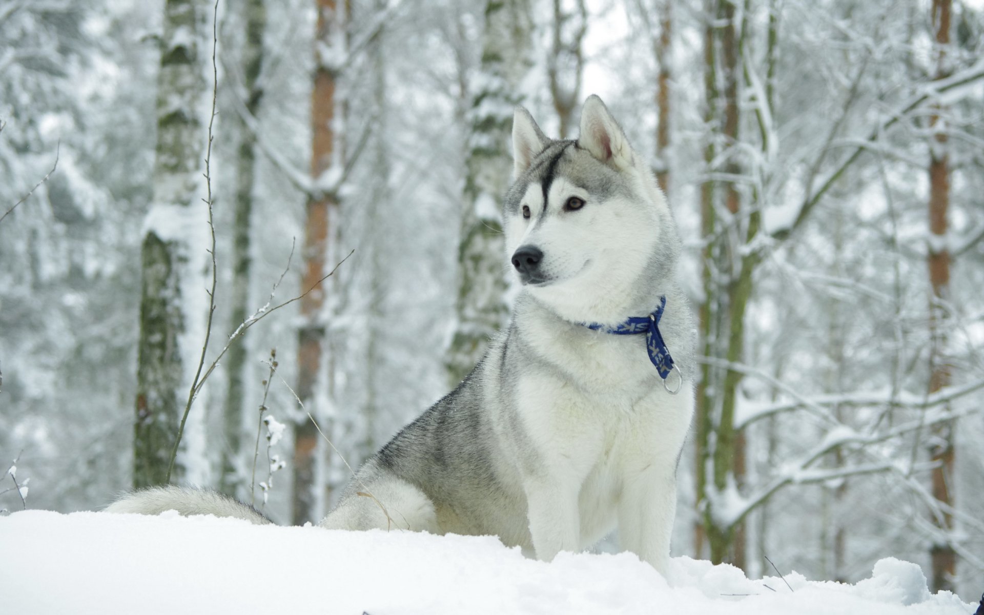 chien hask hiver