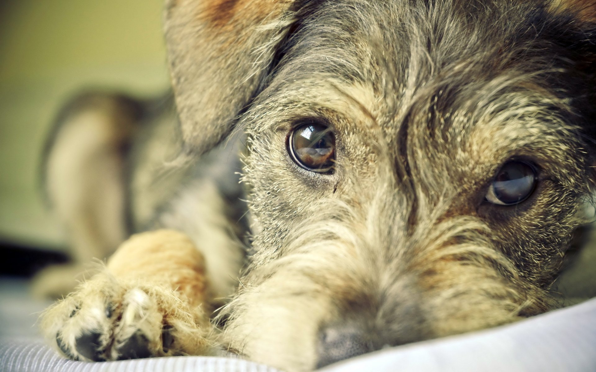 cane sguardo amico