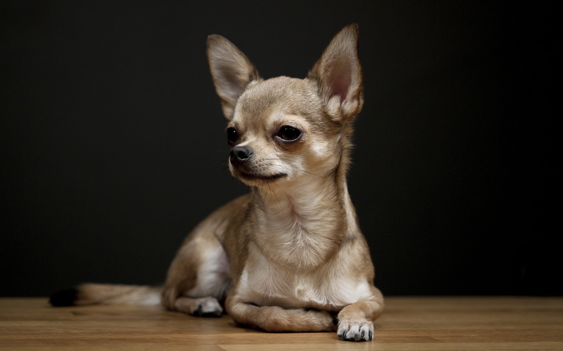 hund blick hintergrund