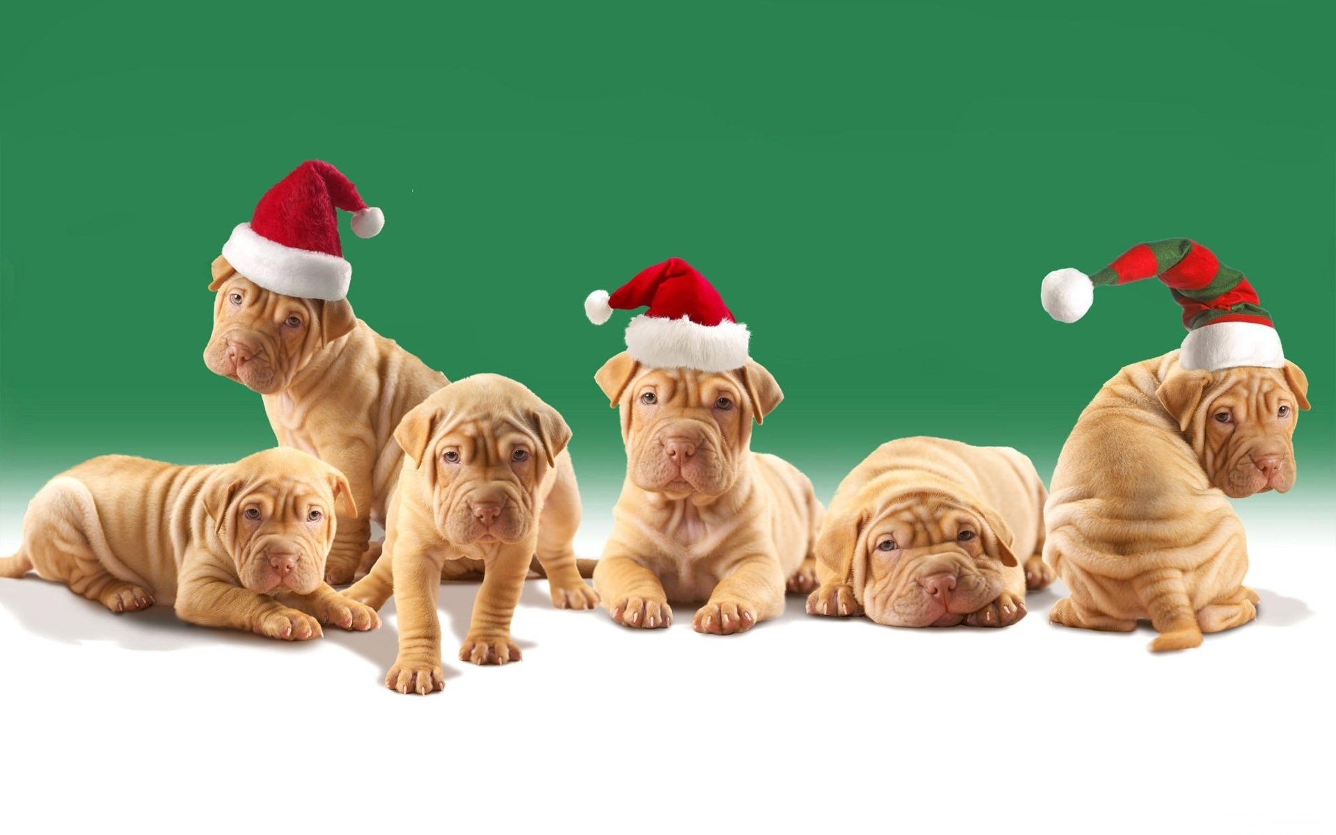 perros shar pei cachorros sombreros de navidad