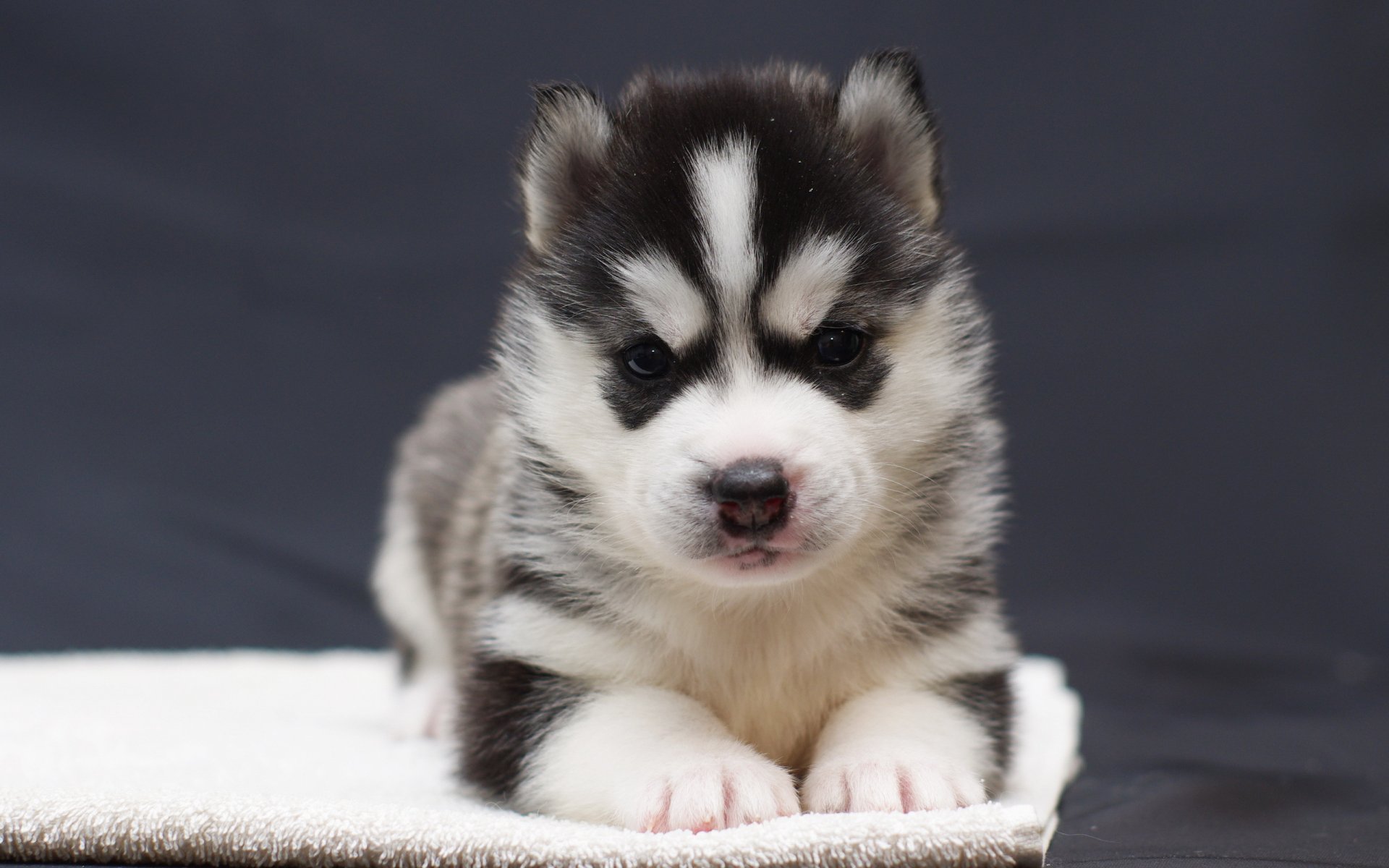 perro cachorro mirada