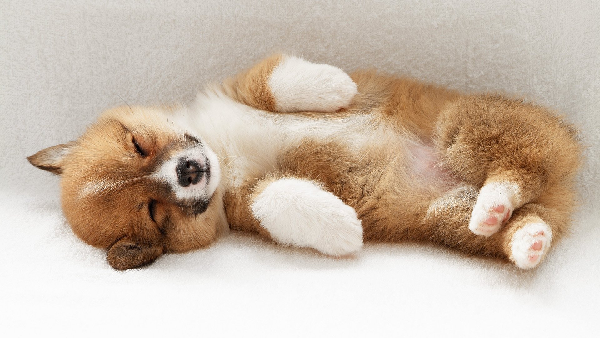 puppy sleeping foot