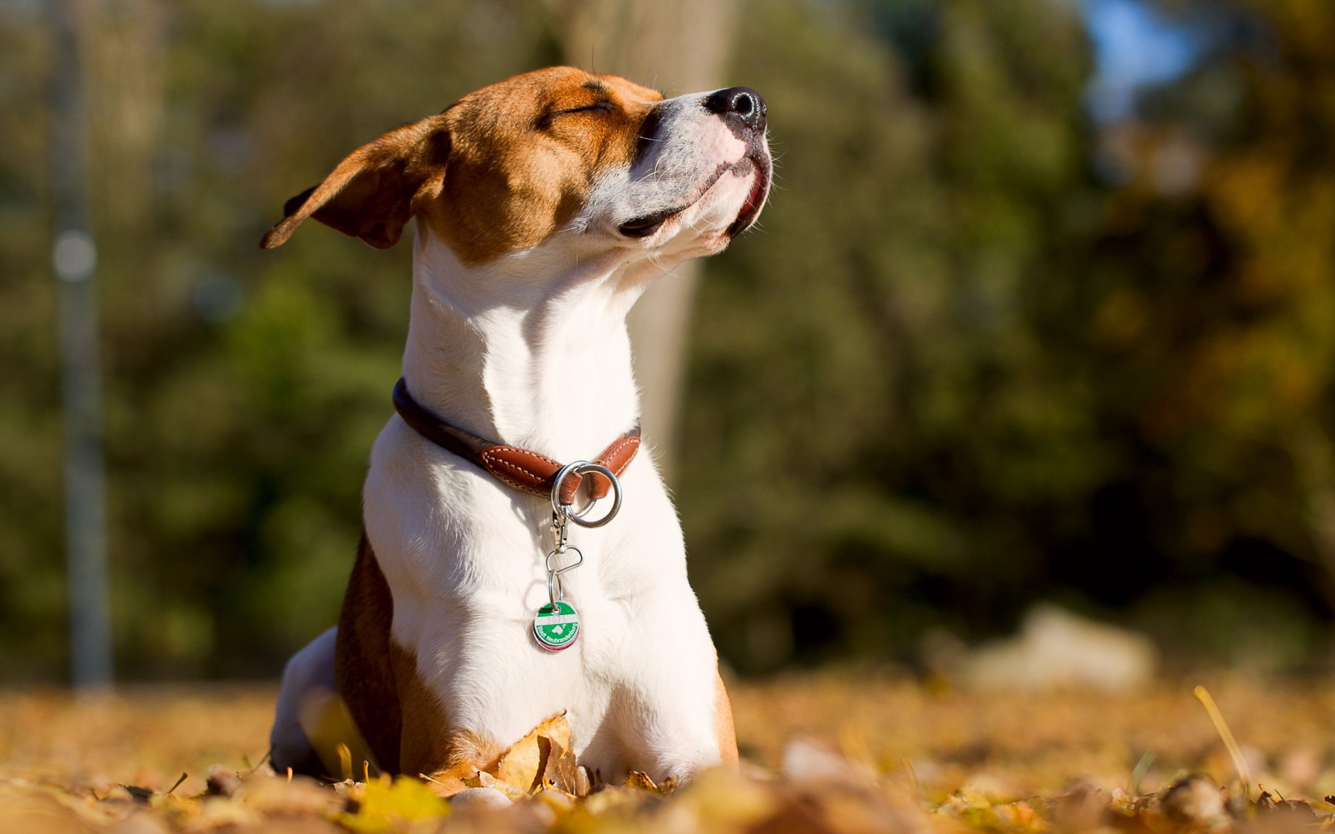 perro amigo fondo