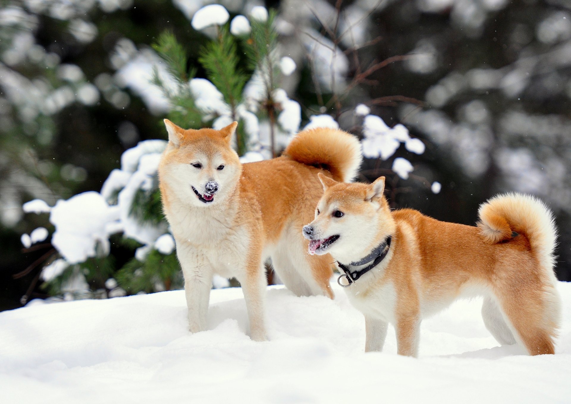 shiba inu winter schnee