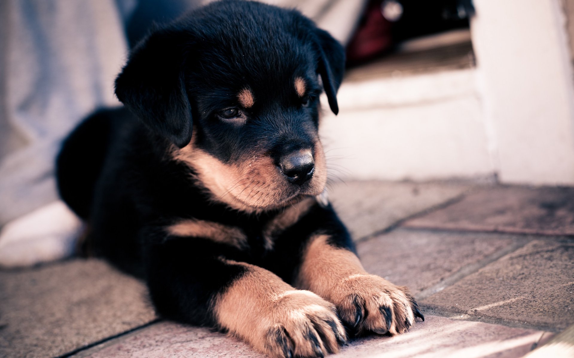 hund welpe schäferhund augen blick kunst