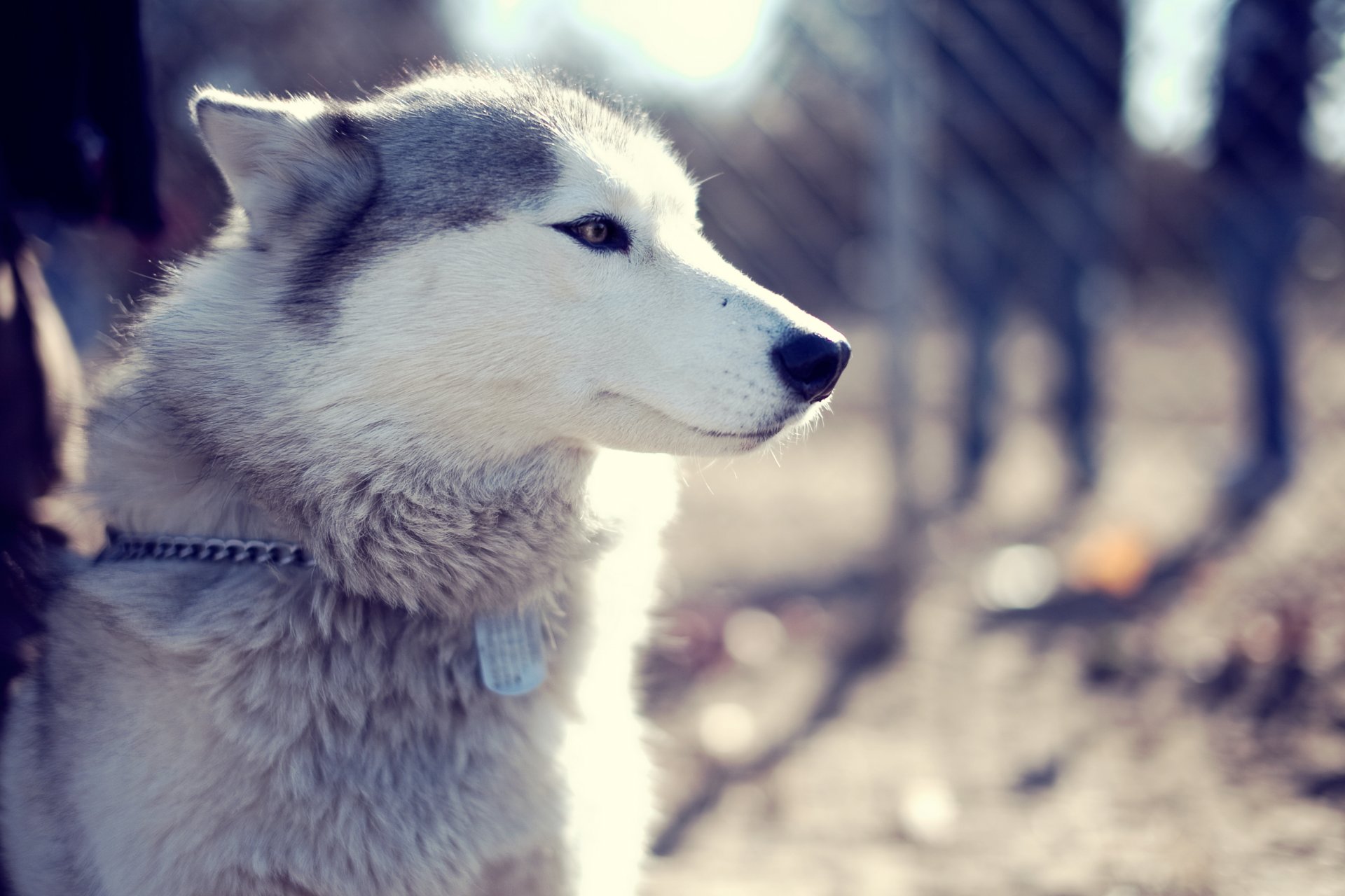 perro husky parque hocico mirada ronca