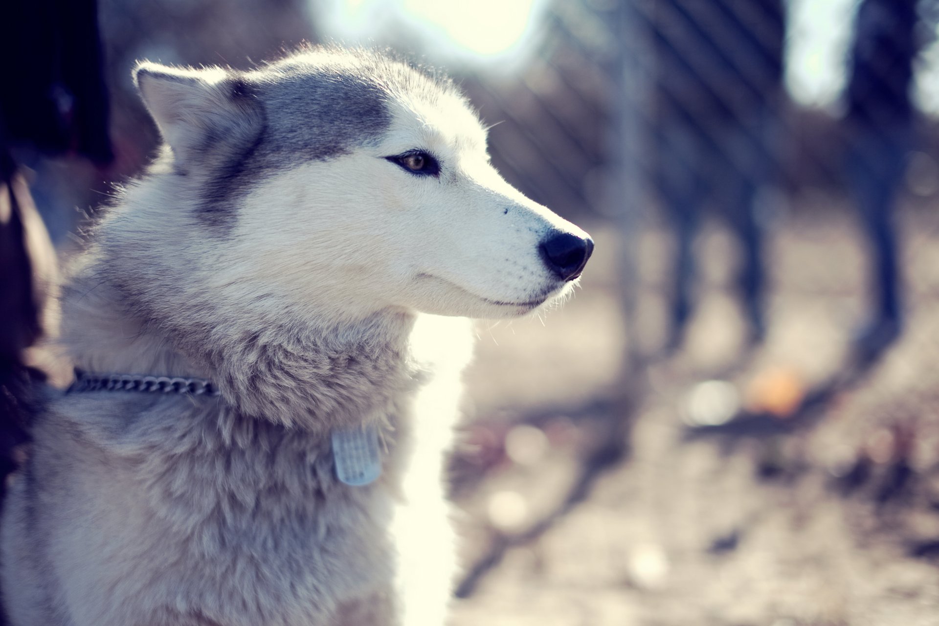 chien husky parc museau vue husky