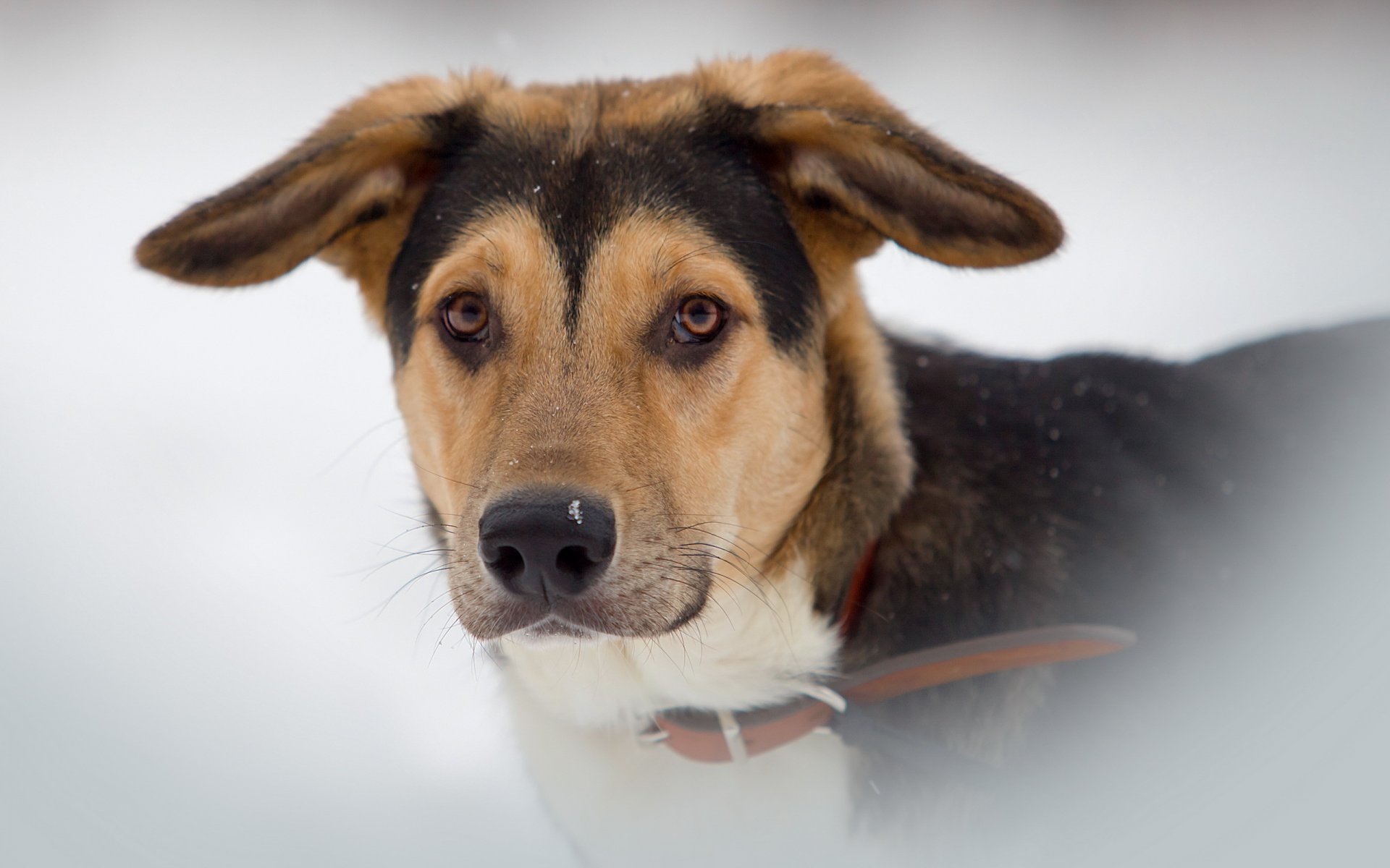 hund freund blick