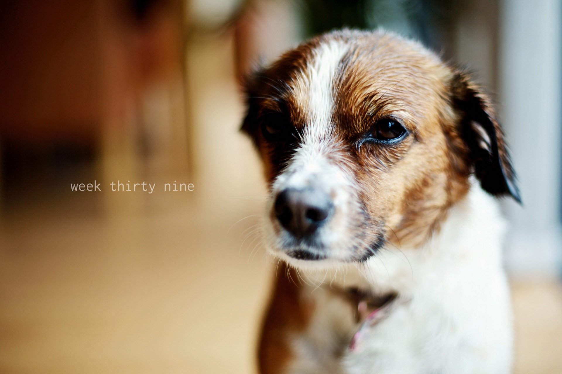 hund freund haus