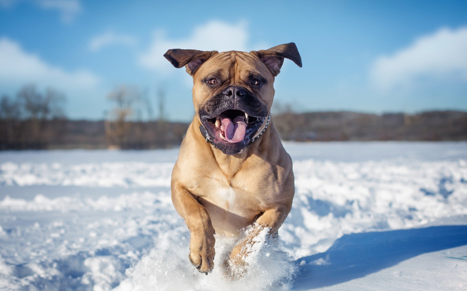 hund winter hintergrund