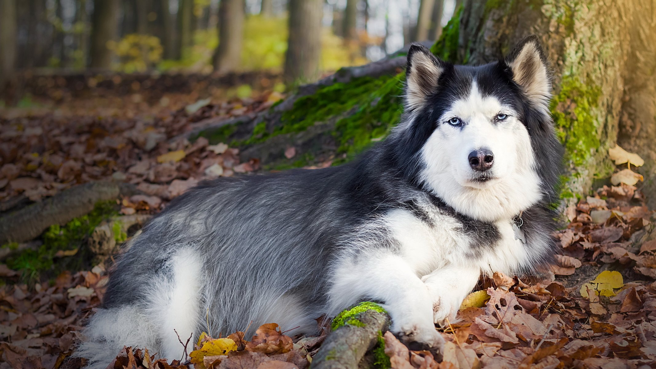 hund blick freund