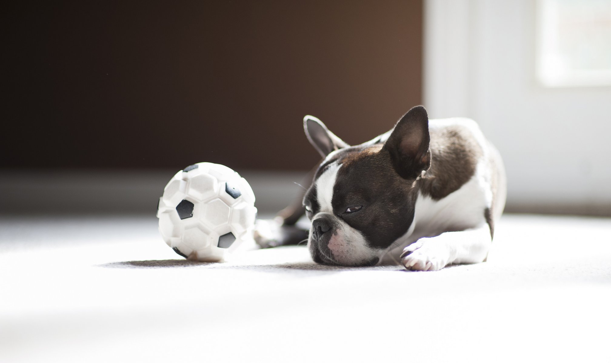 hund ball mops