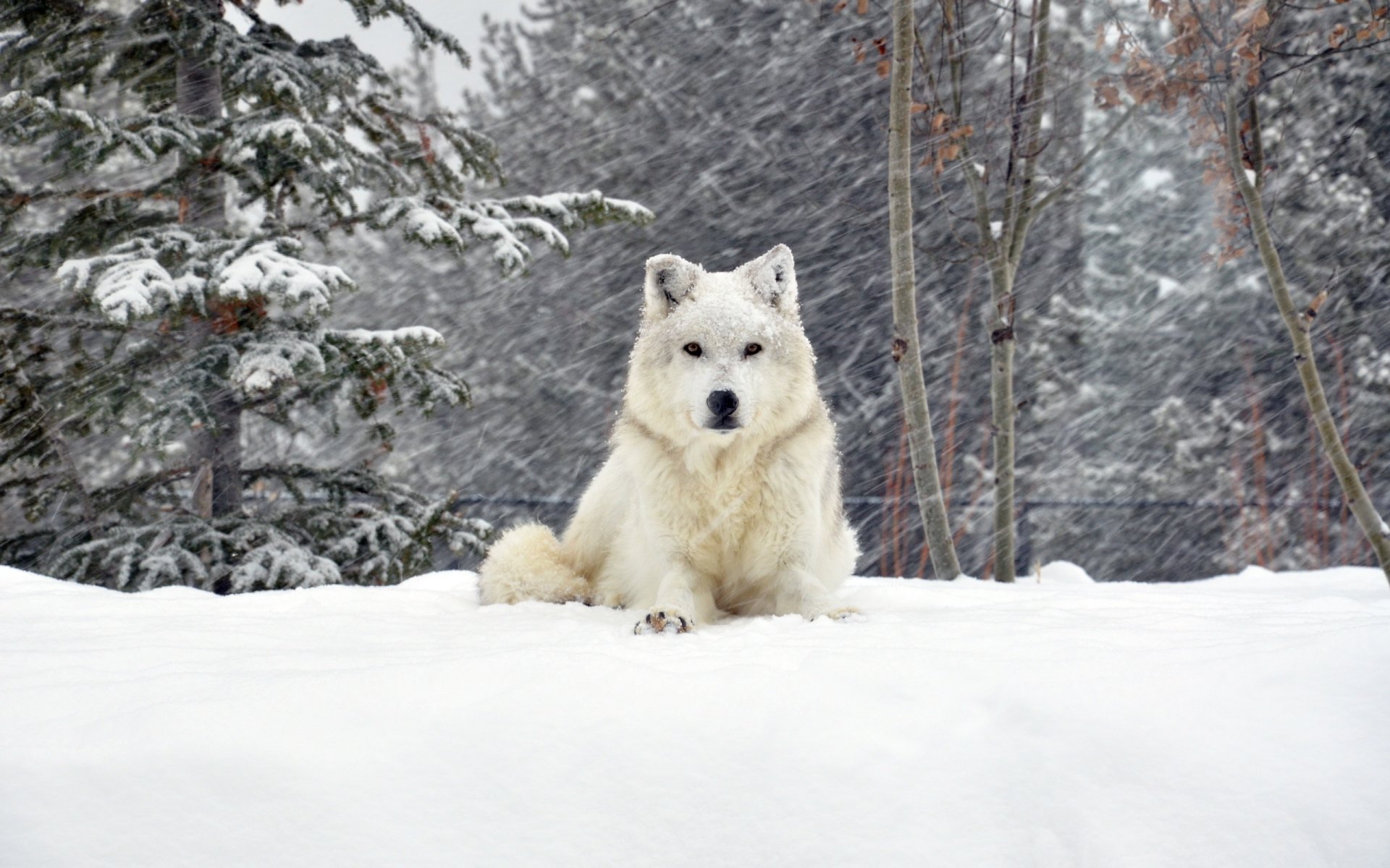 cane inverno neve